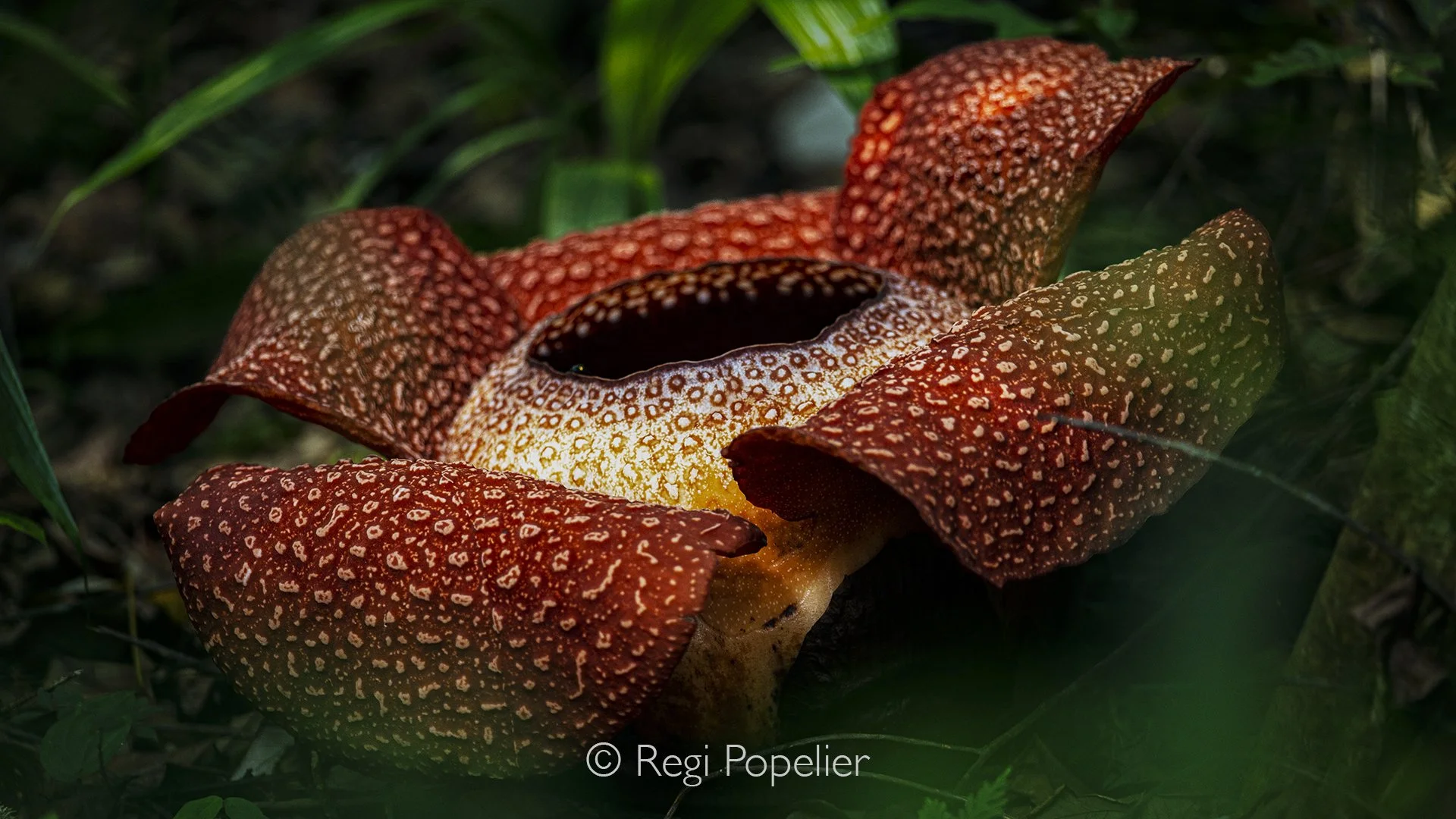 BOR008 - I still remember the moment I first smelled it before I saw it the unmistakable, earthy scent that told me I was getting close. Deep in the Malaysian rainforest, where humidity hangs like a veil and every step feels like a small expedition, 