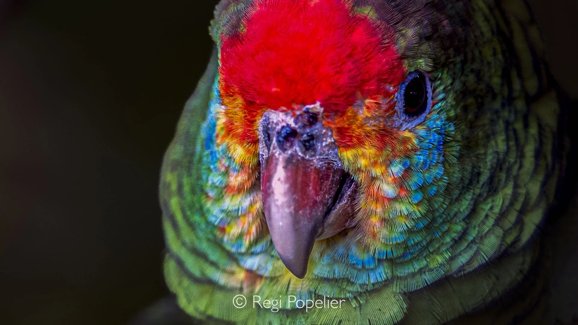 BRA008 - Detailed close-up of a Red-browed Amazon Parrot, showcasing its vibrant plumage, expressive eyes, and the intricate beauty of this charismatic tropical bird.