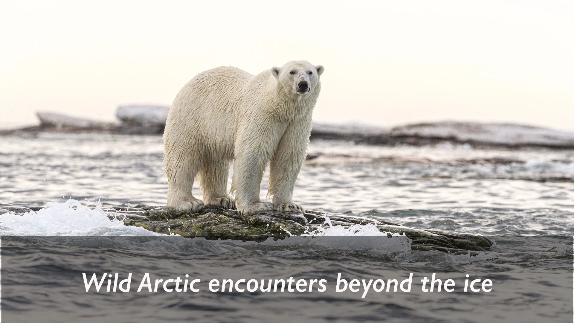North Pole Expedition