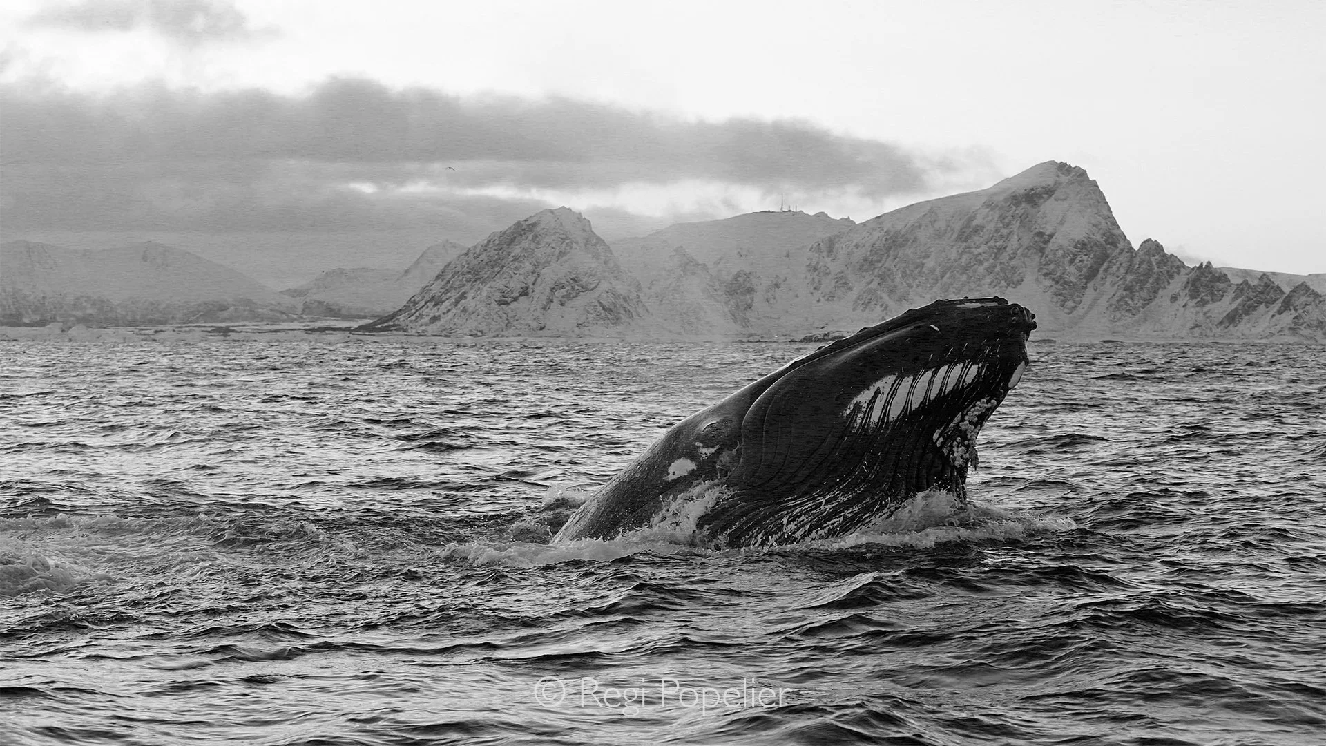 NORWAY028 - With extraordinary force, a humpback whale breaches against the backdrop of the Arctic waters, suspended for a brief moment between sea and sky, a spectacular reminder of the ocean's untamed beauty.