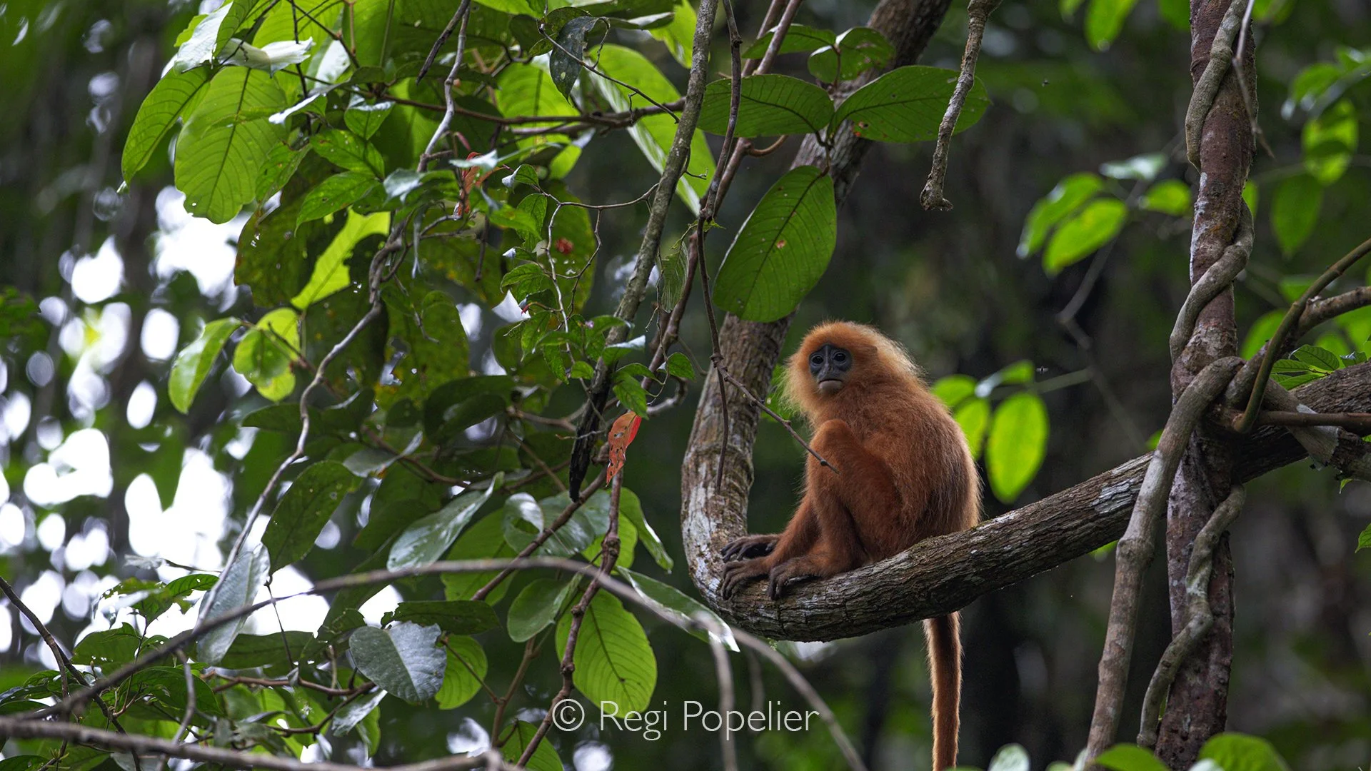 BOR009 - Borneo’s red leaf monkey, a splash of russet calm, perched high among the emerald branches of its rainforest home
