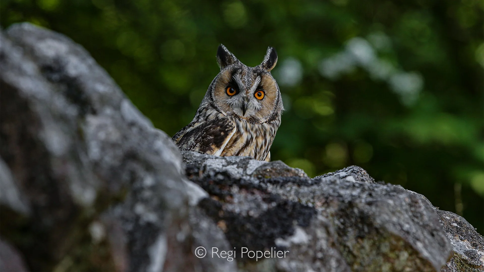 Scotland009 - Eurasian Eagle Owl (Bubo bubo) on a branch, Cairngorms National Park. 