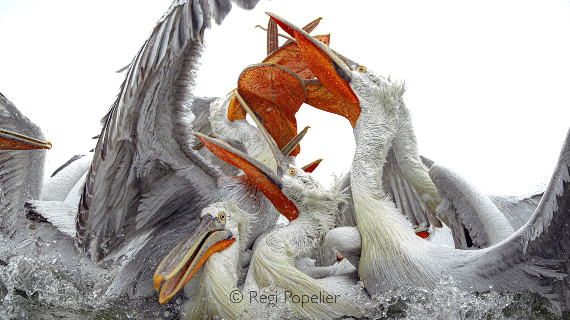 GRE008 - A wing stretched, a beak open, a fragment of the action captured.