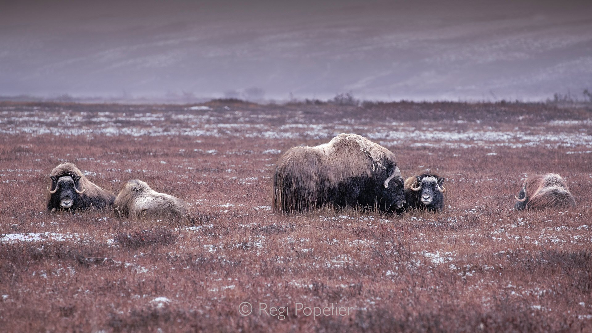 AL004 - Finally, I saw the Musk Ox at Nome