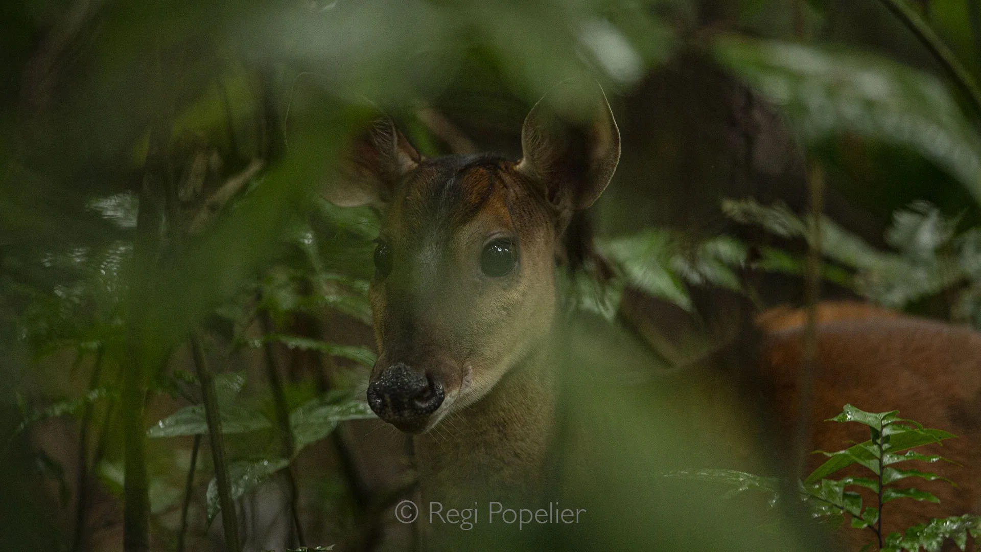 BOL003 - Andean deer hidden in the mountain brush, rare glimpse of Bolivia’s high altitude wildlife.
