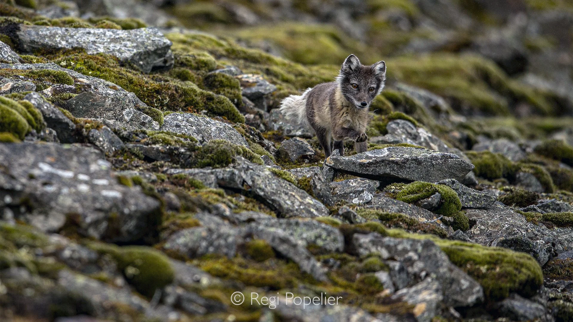 NPOLE085 - Arctic fox rests among rocks and fresh green vegetation, a reminder that summer has briefly arrived in the High Arctic.