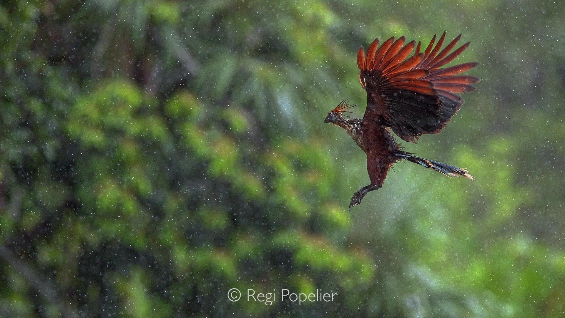 EQ010 - The landing of the Hoatzin bird during rainfall In the forest. 