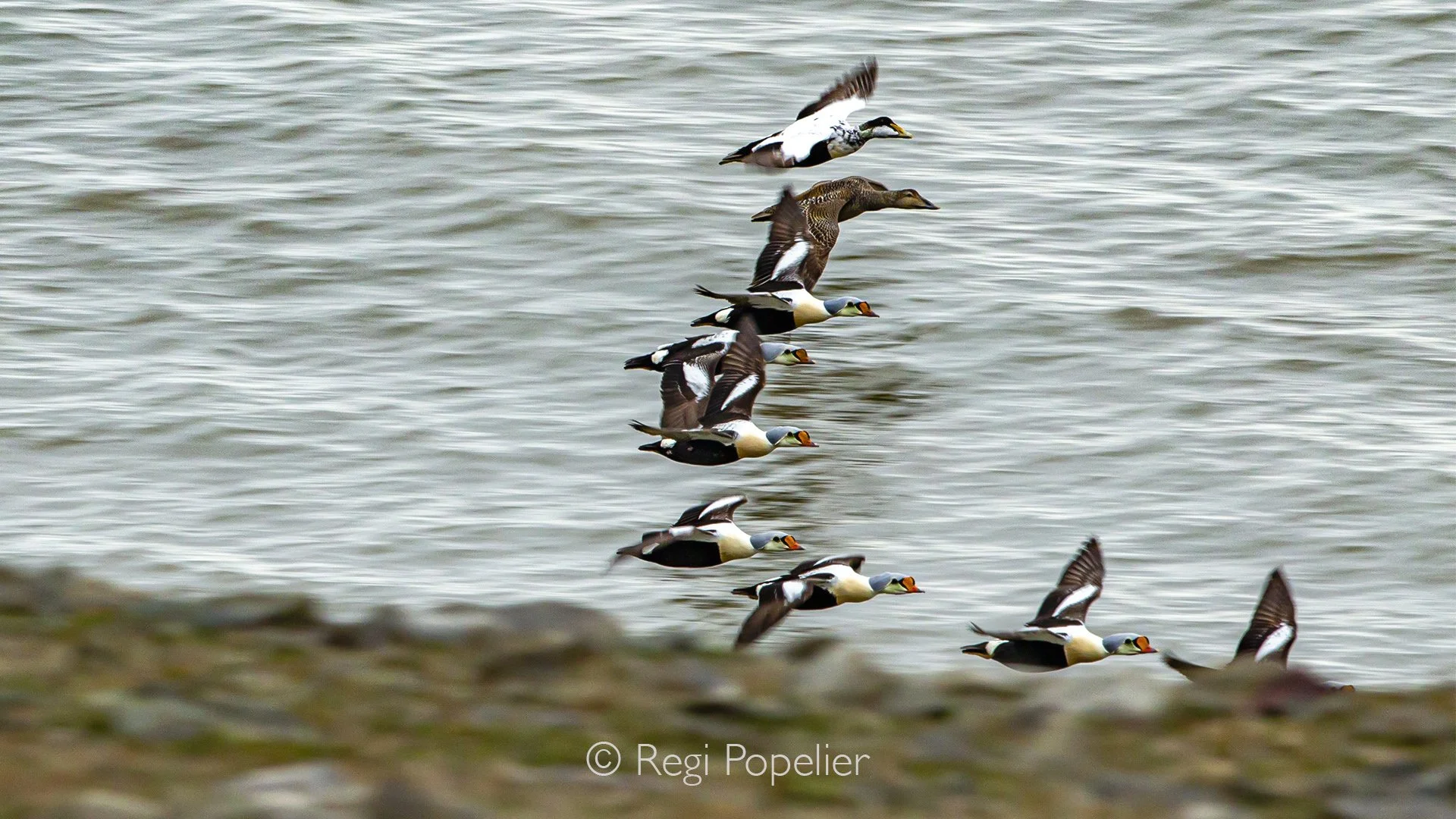 NPOLE063 - The beautiful King Eiders in flight formation , so amazing.