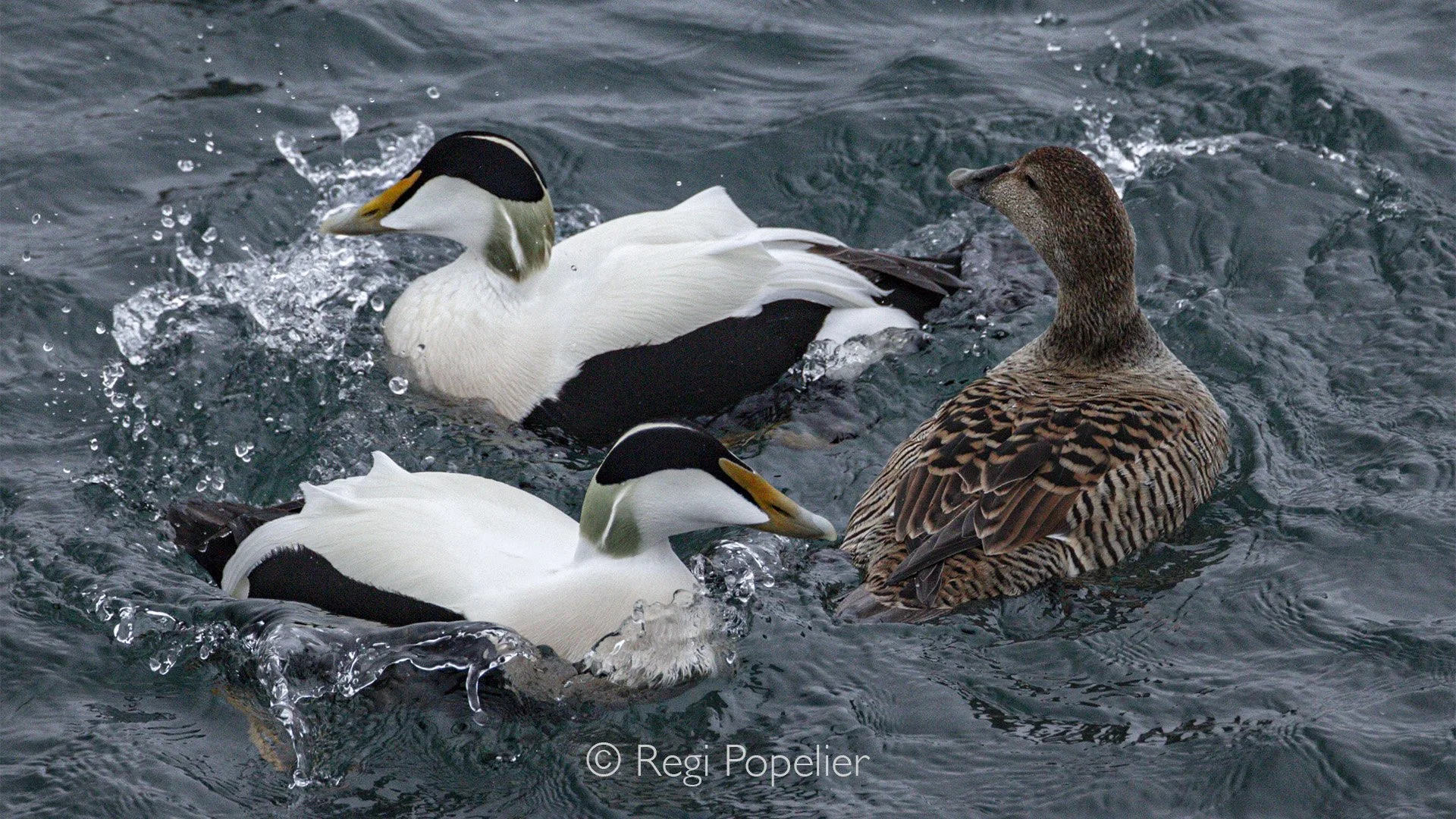 ICEL024 - Iceland’s most common duck: the Common Eider (Somateria mollissima), thriving year round along the coast, especially in the Westfjords.