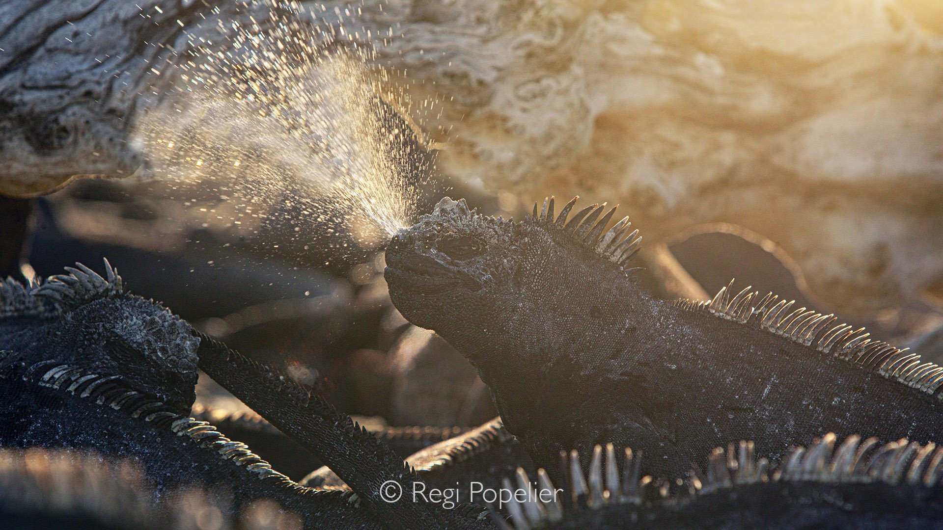 GAL024 - Golden hour with a marine iguana: seawater, salt, and sunset in one frame.