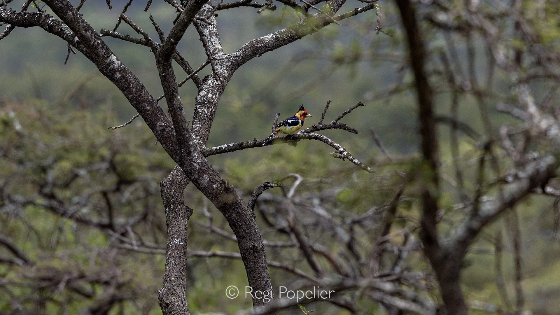 RWANDA079 - Perched high in the branches of an ancient tree, a crested barbet blends almost seamlessly into its surroundings. From a distance, the bird becomes part of the landscape itself, rewarding only the patient observer with a subtle splash of 