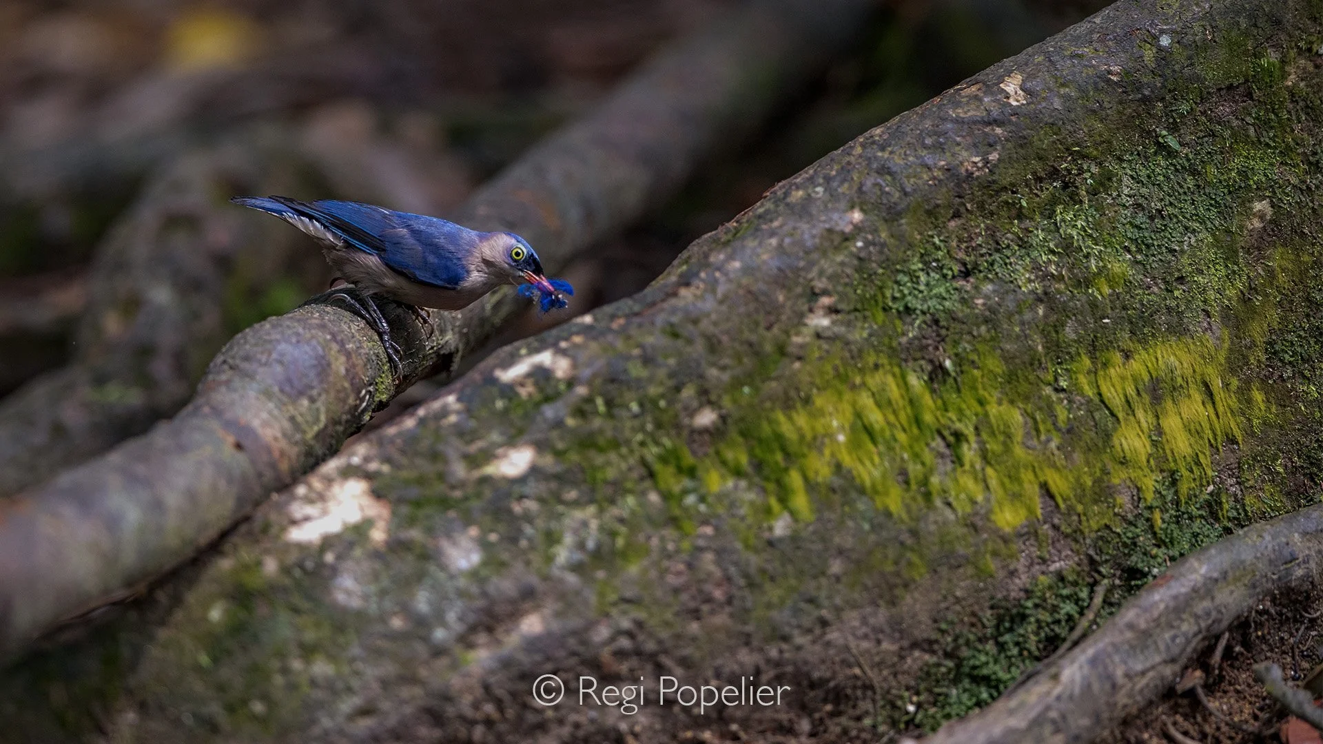 INDO063 - Malaysian Blue Flycatcher - Cyornis turcosus with catch. 