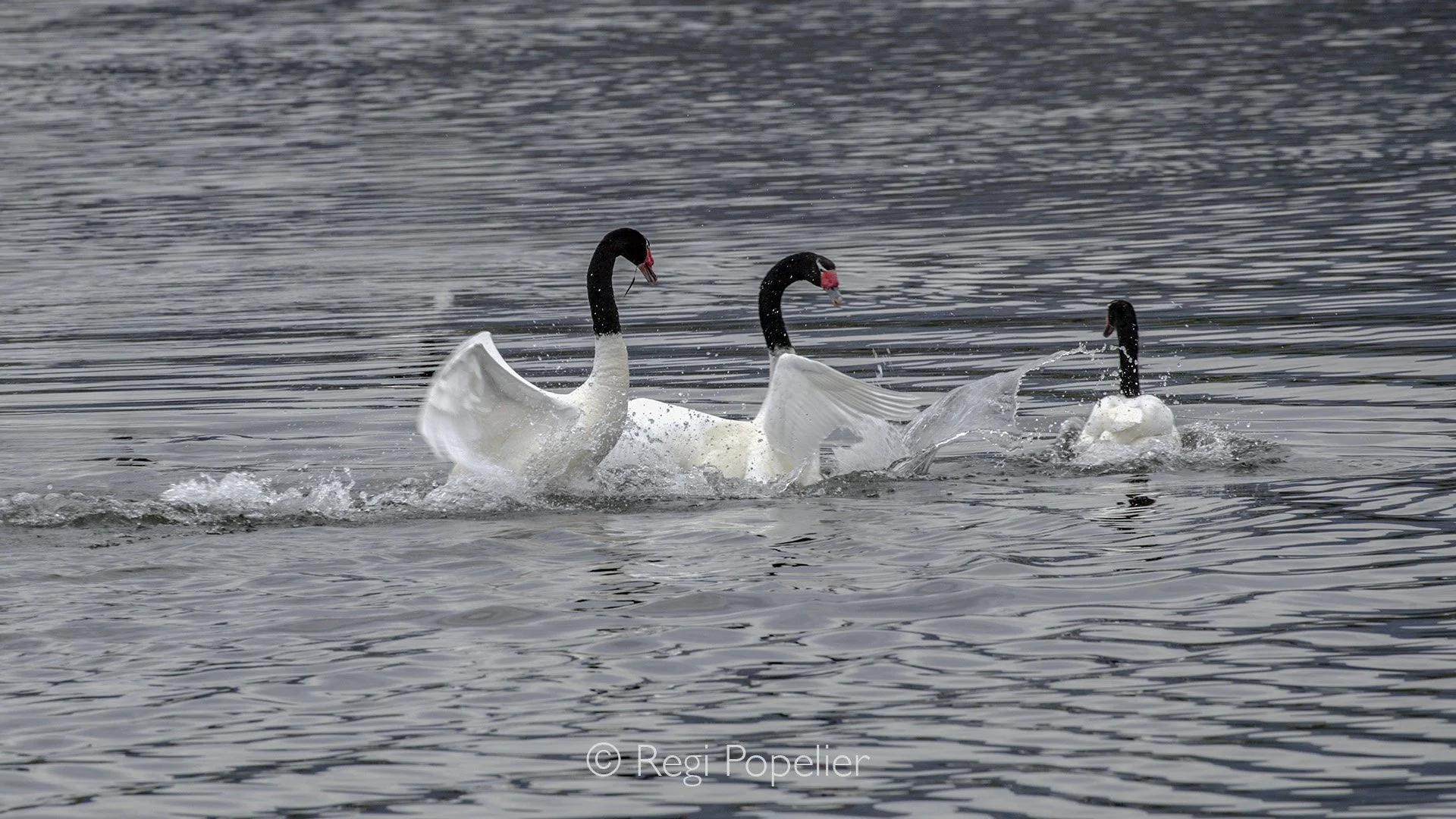 CHILI025 - Chase the intruder