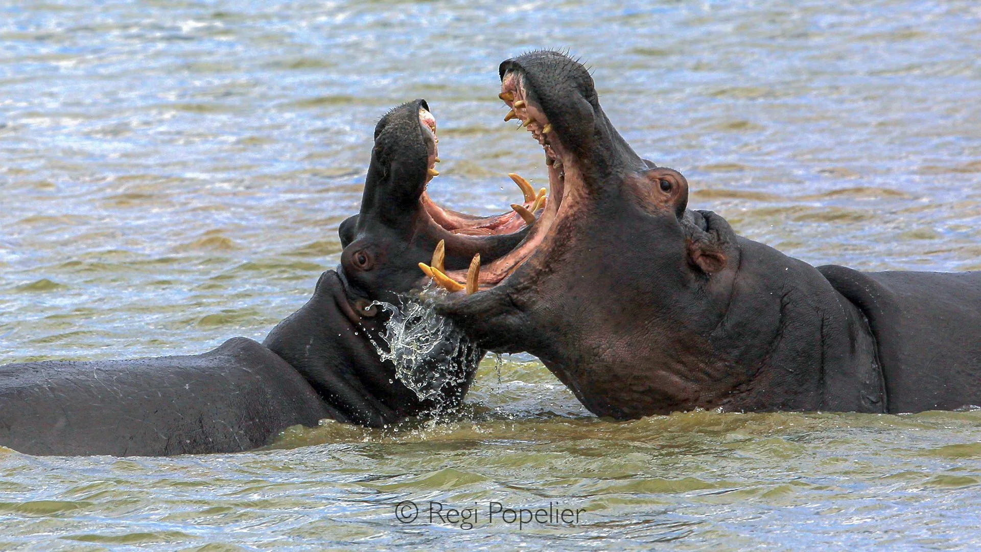 Namibia013 - Hippo's courtship the introduction to the mating game. 
