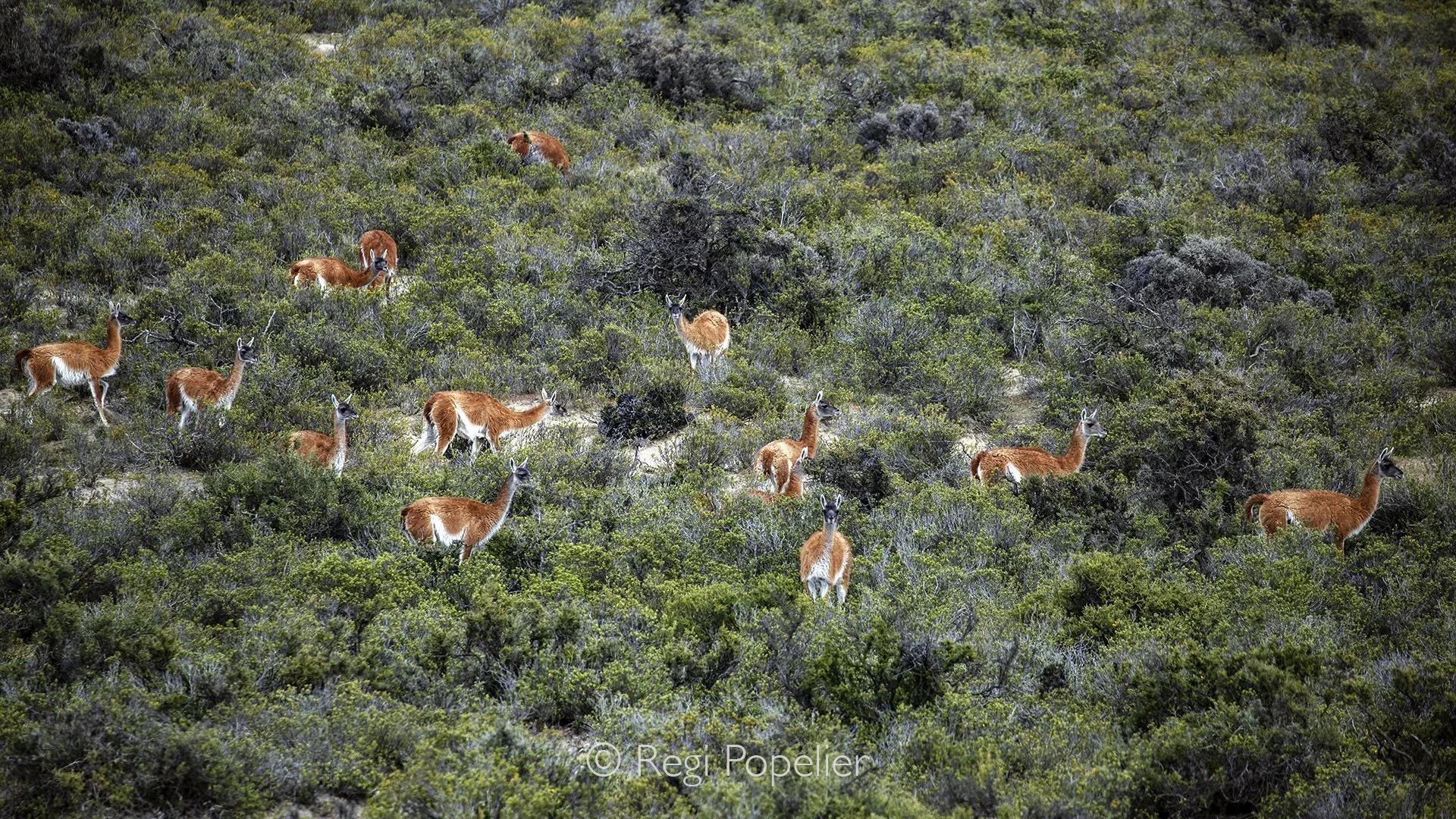 ARG015 - Group of guanaco grazing in the lush greenery of Patagonia, this is a peaceful scene in the heart of the wild steppe.