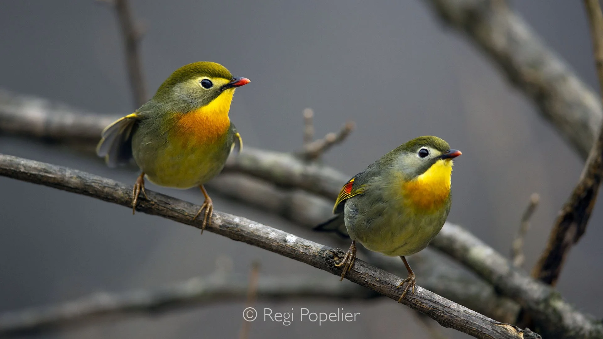 CHIN002-Two red-billed leiothrix (Japanese nightingales) perch side by side on a slender branch, their bright plumage and scarlet bills adding a splash of color to the quiet environment. 