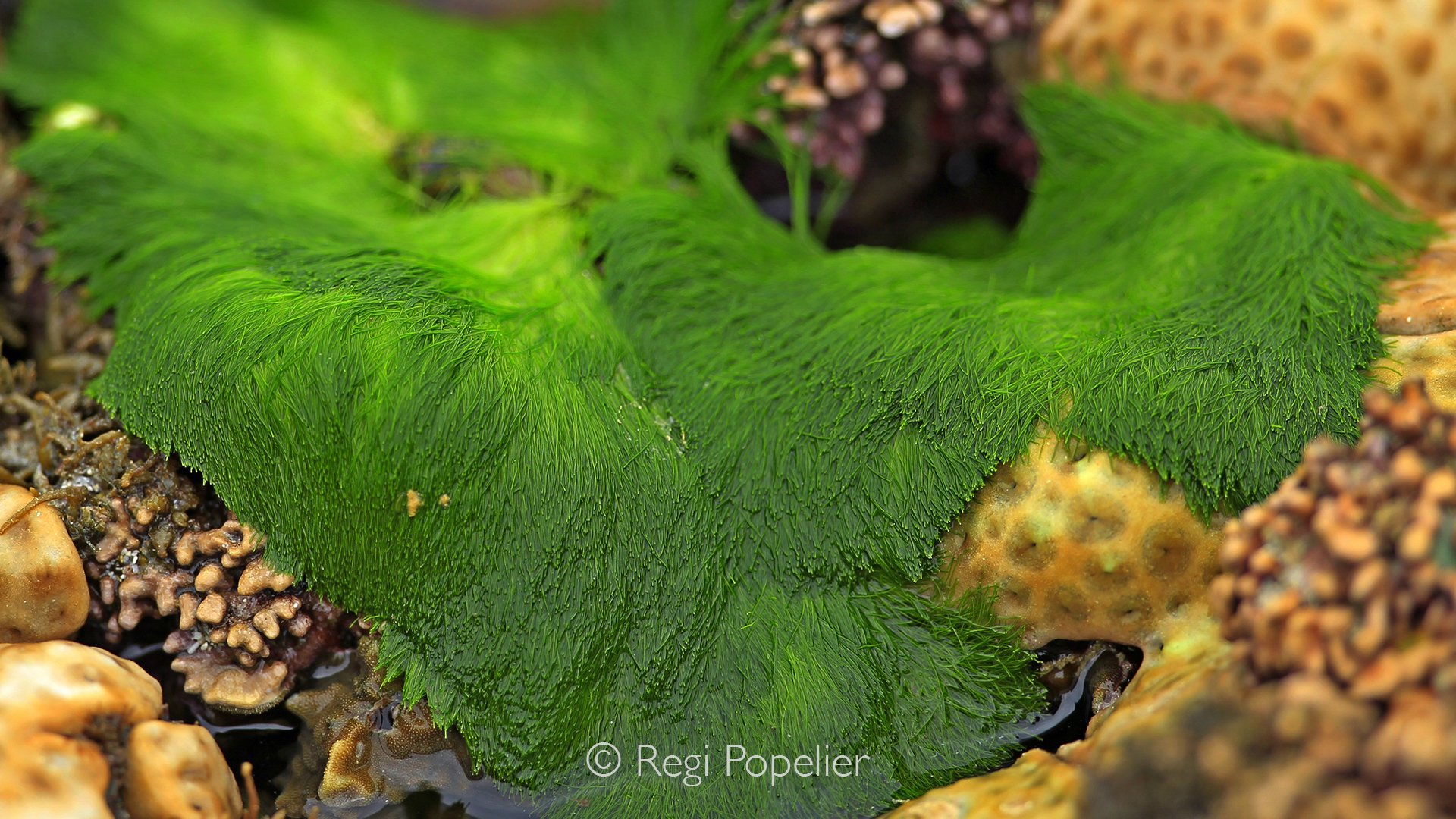 Seychelles009 -  In close detail, delicate algae formations reveal an intricate underwater world of colour, movement, and natural design.