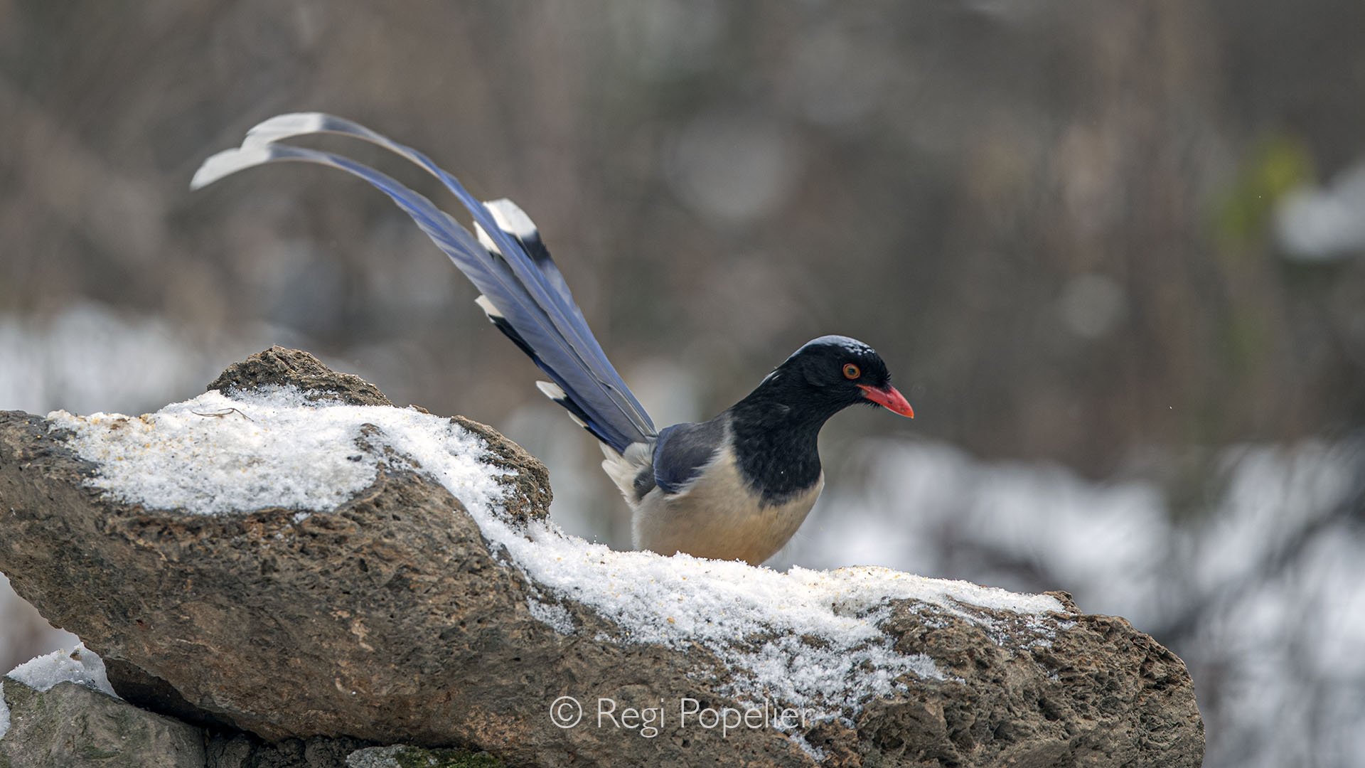 CHIN017 - Red billed blue magpie perches alertly on a rock looking for some leftovers.