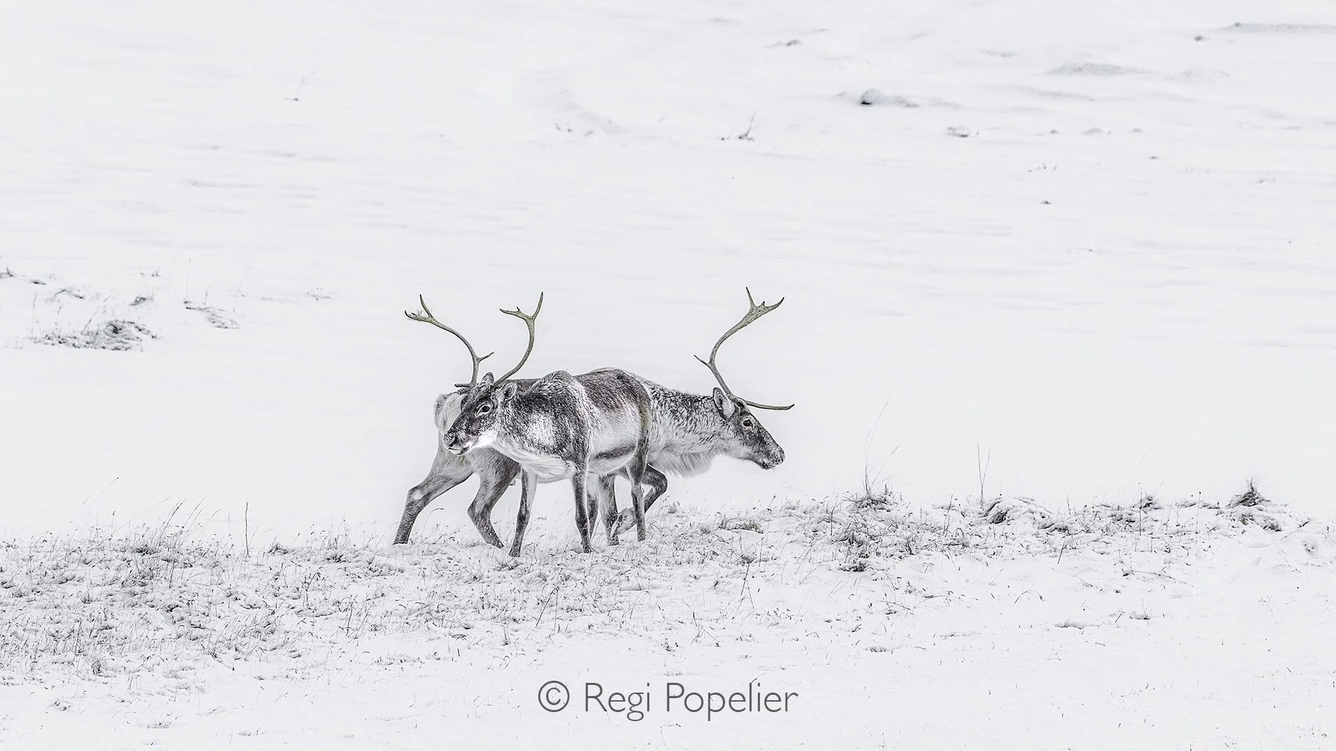 ICEL037 - For this trip It was my target to photograph  arctic foxes (unfortunately not seen any )  reindeer , Iceland horses, sheep and the unique landscapes .