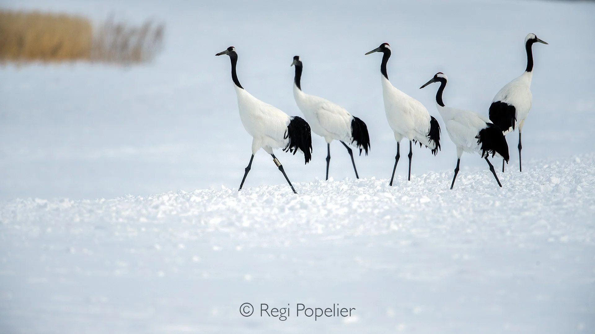 HOK044 - Winter feeding of Red-crowned Cranes (Tancho) in Hokkaido, especially around Tsurui Village and Kushiro offers exceptional photographic opportunities while supporting conservation
