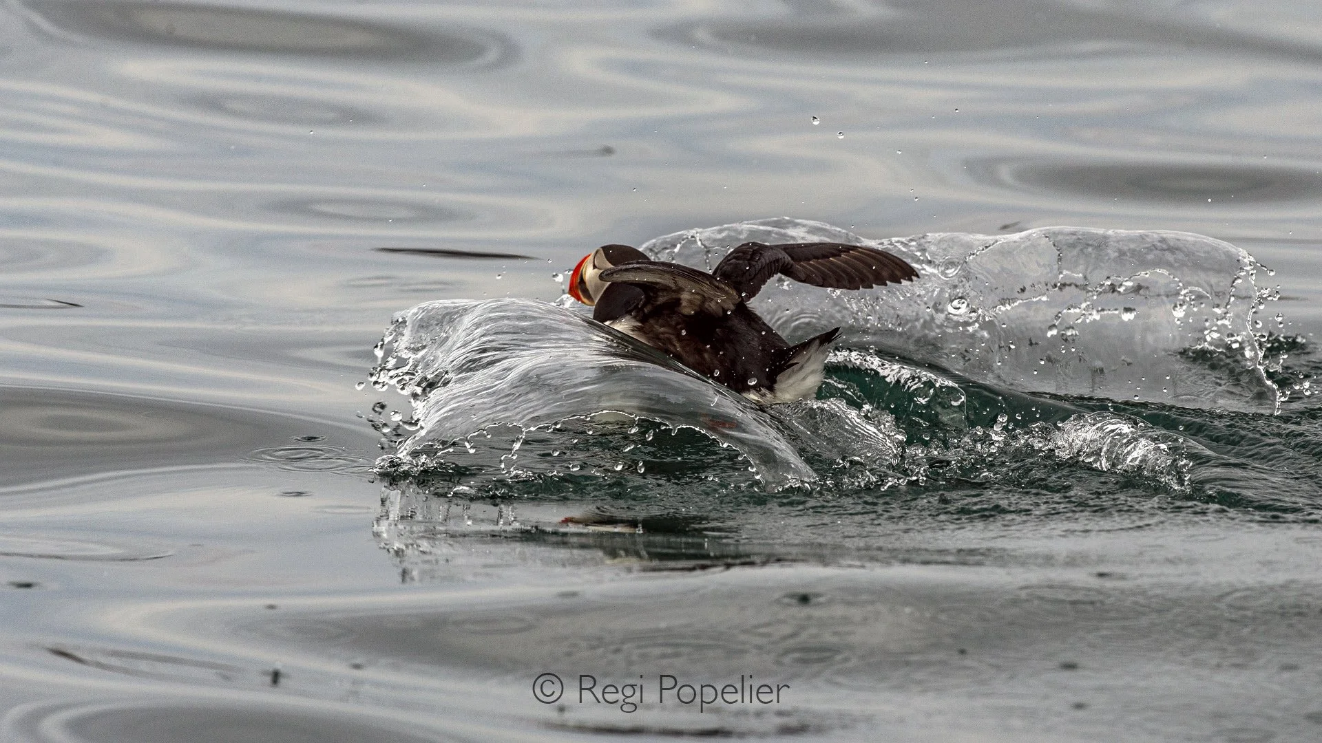 NPOLE060 - Waves of water and a puffin.