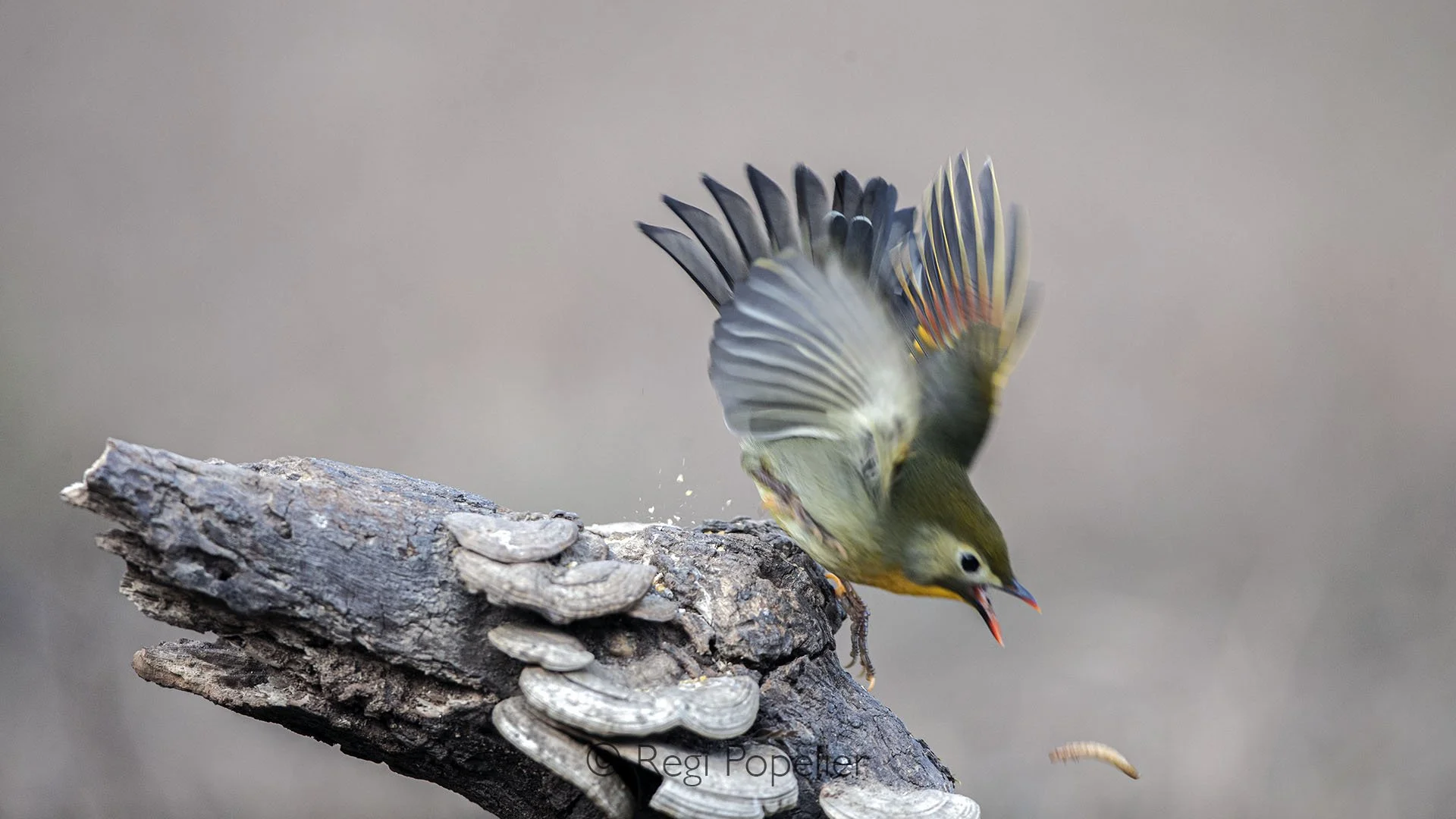 CHIN018 - This red billed leiothrix frantically hops and lunges, trying to catch a worm it just dropped, its bright plumage and agile movements full of determination.