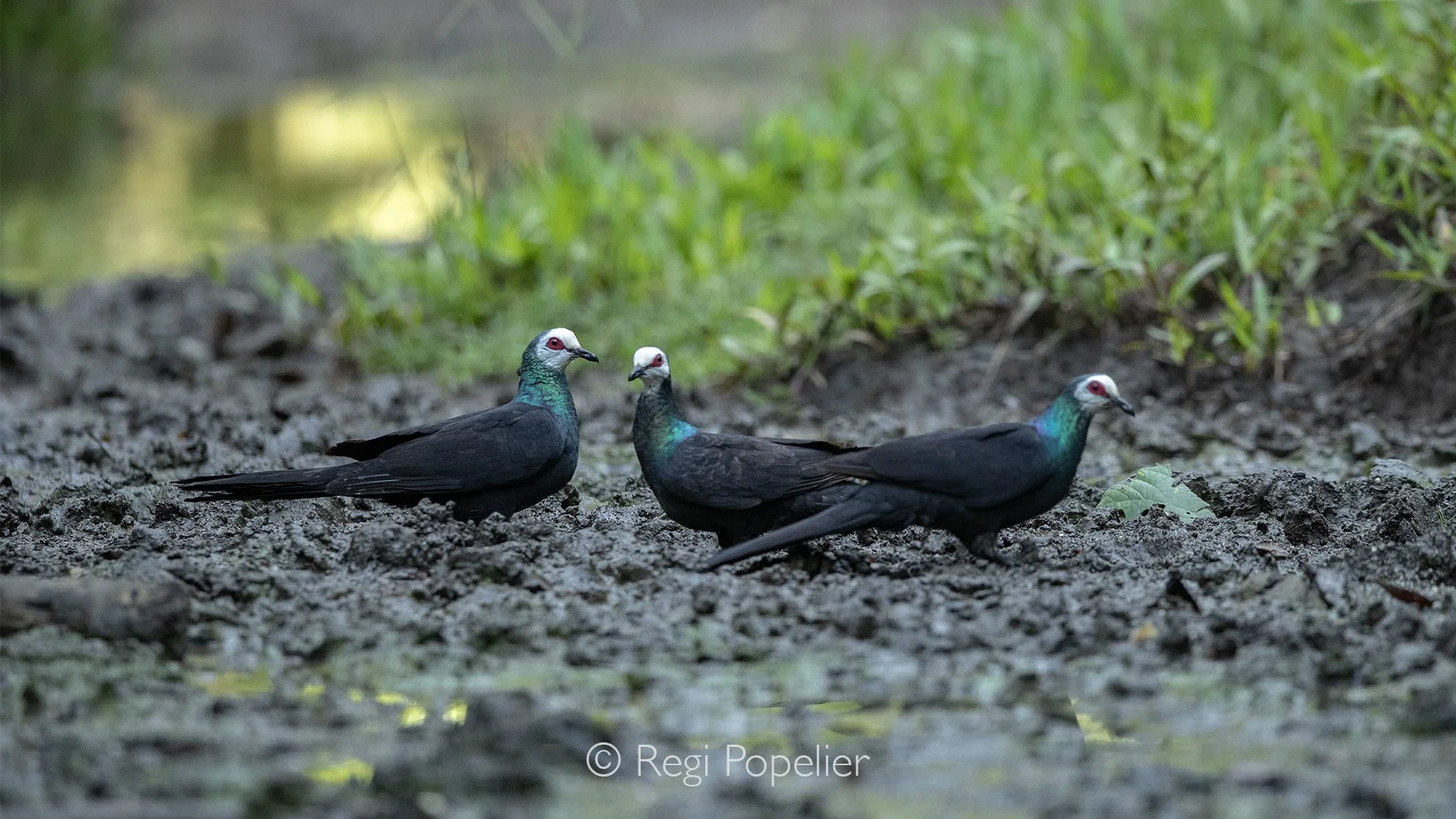 INDO029 - White-faced Cuckoo-Dove (Turacoena manadensis).
