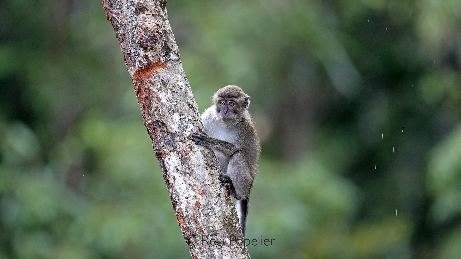 INDO022 - Long tailed macaque. 