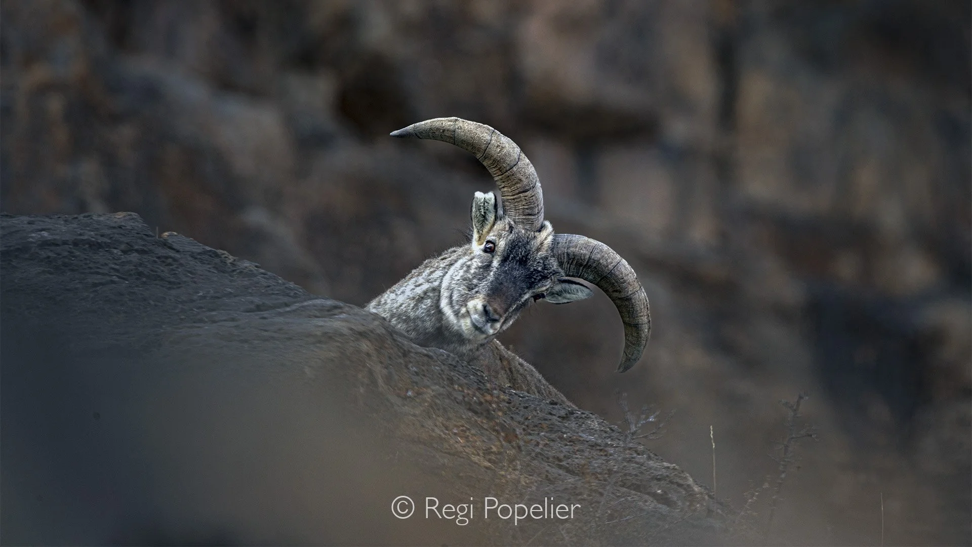 HIMA019 - Bleu sheep watching us from behind the rocks.