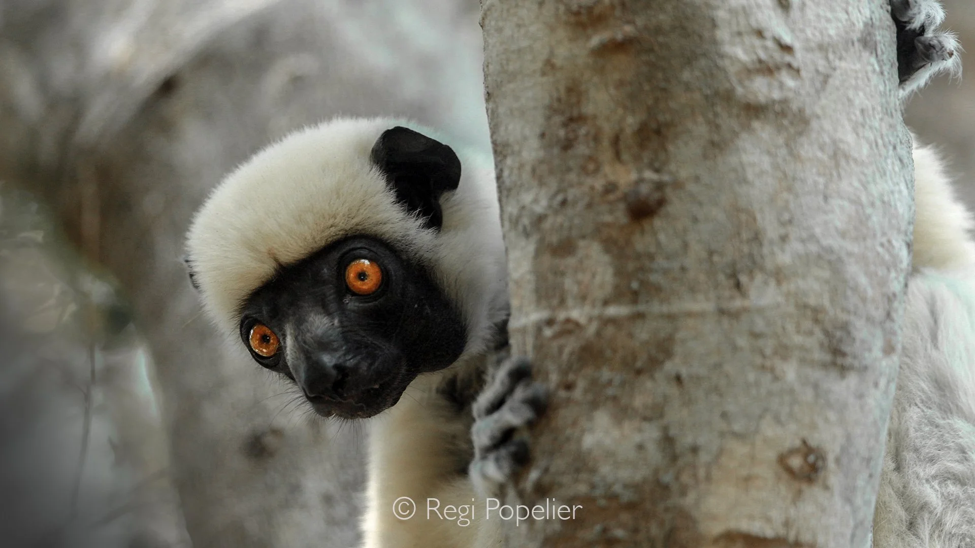 MADA050 - detailed image : Von der Deckers sifaka 