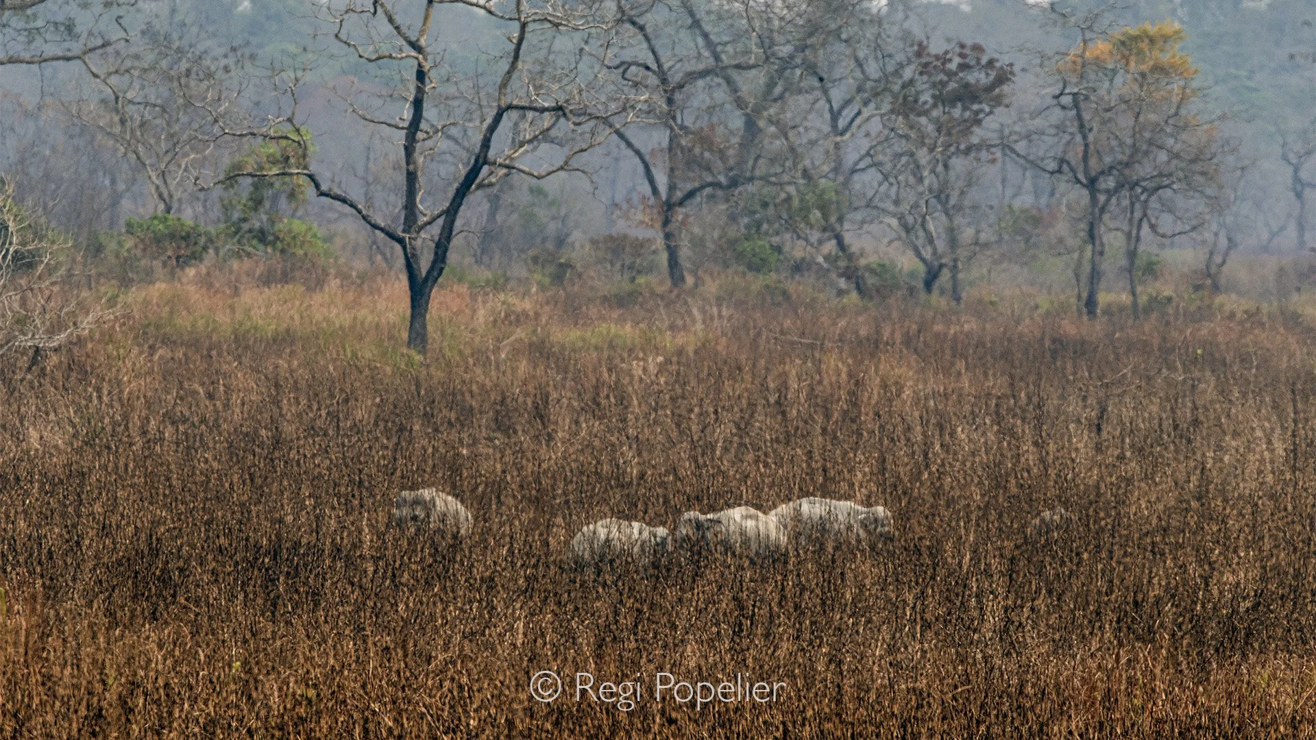 INDAI008 - Photographed from elevation. The image shows the definition of high grasses 
