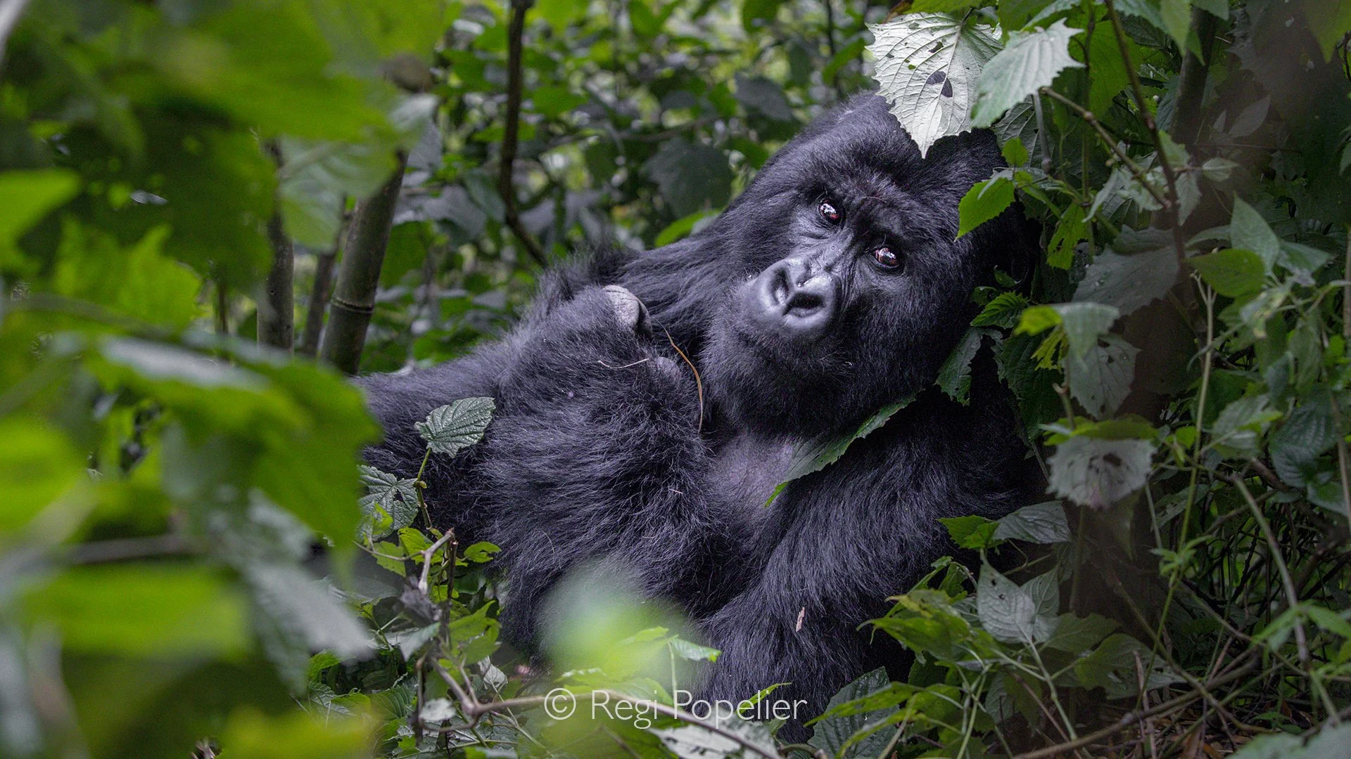 RWANDA031  - Gorilla trekking in Rwanda is far more than a wildlife encounter. It is an emotional journey through mist, covered volcanic forests where every meeting with these endangered great apes becomes a lasting reminder of our shared heritage an