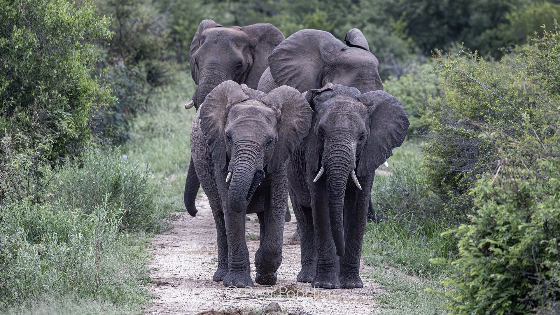 South Africa090 - Patrolling.
