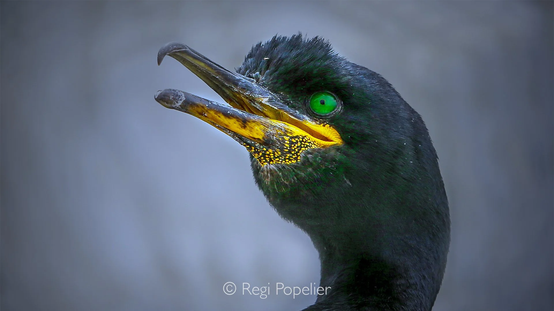 Scotland032 - The Isle of Lunga, is a important sanctuary for seabirds, including the striking European shag.