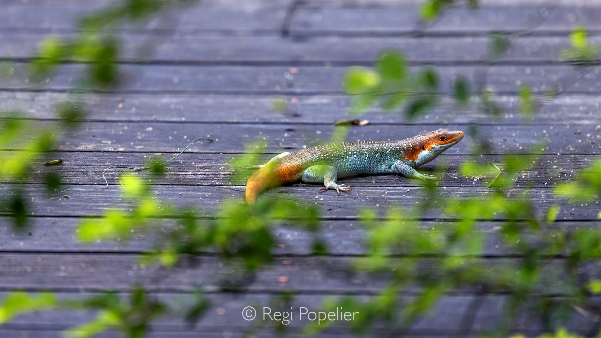 South Africa063 - Rainbow skink while sun basking.