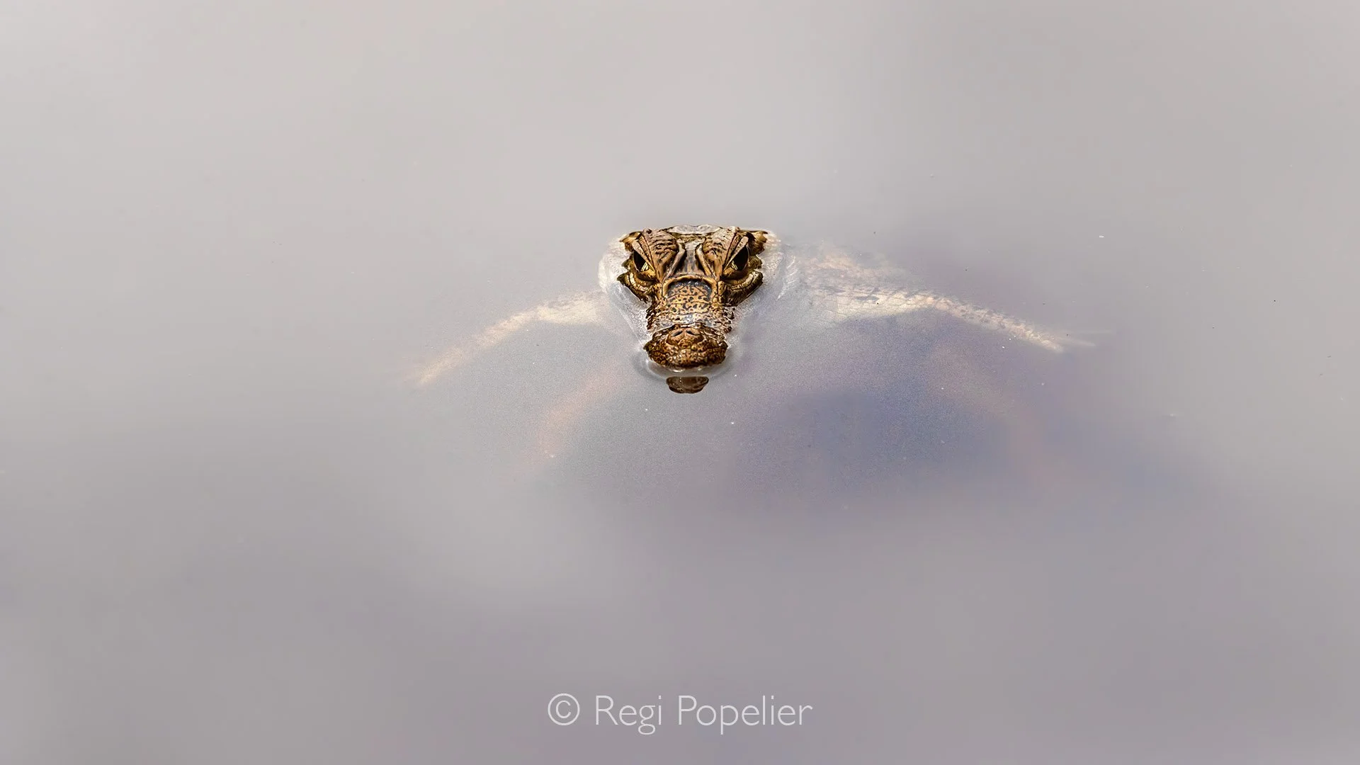 EQ019 - Juvenile croc blending seamlessly into the limpid waters near Yasuní.