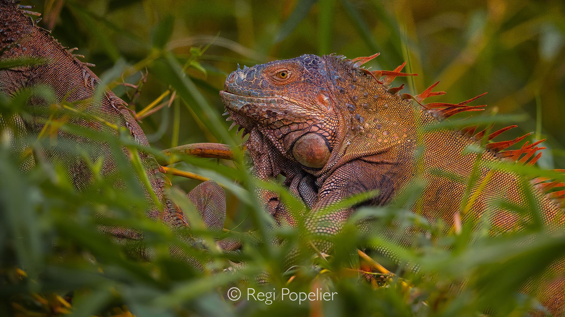 CR004 - The vibrant red iguana of Costa Rica stands out brilliantly against the lush green foliage, the striking color and textured skin capturing the wild beauty of its tropical habitat.