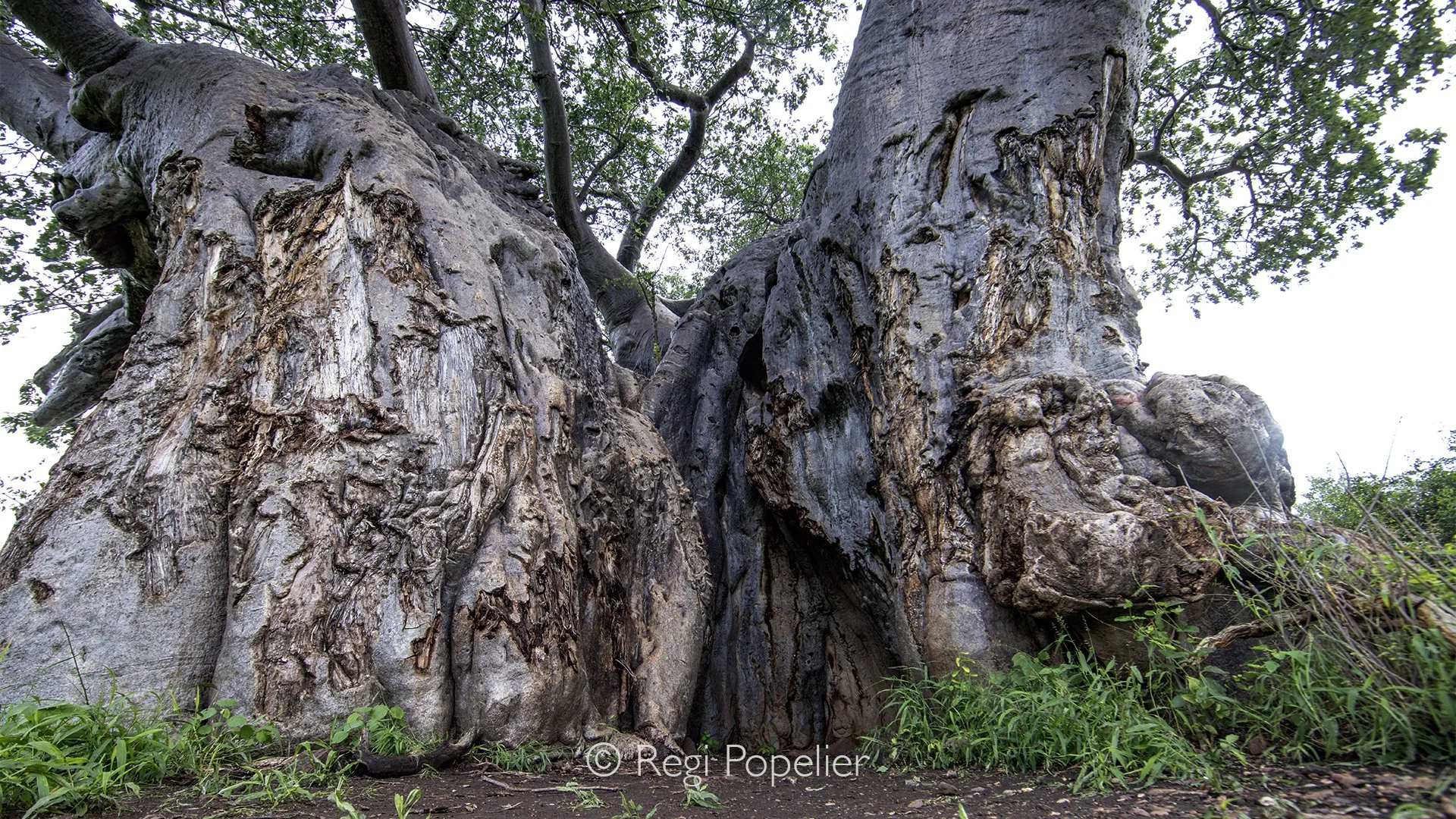 South Africa084 - In the wild landscape of Pafuri, the baobabs stand proudly above the surrounding vegetation, their unusual silhouettes instantly drawing the eye. Sculpted by time, heat, and drought, these ancient trees are living monuments to the r