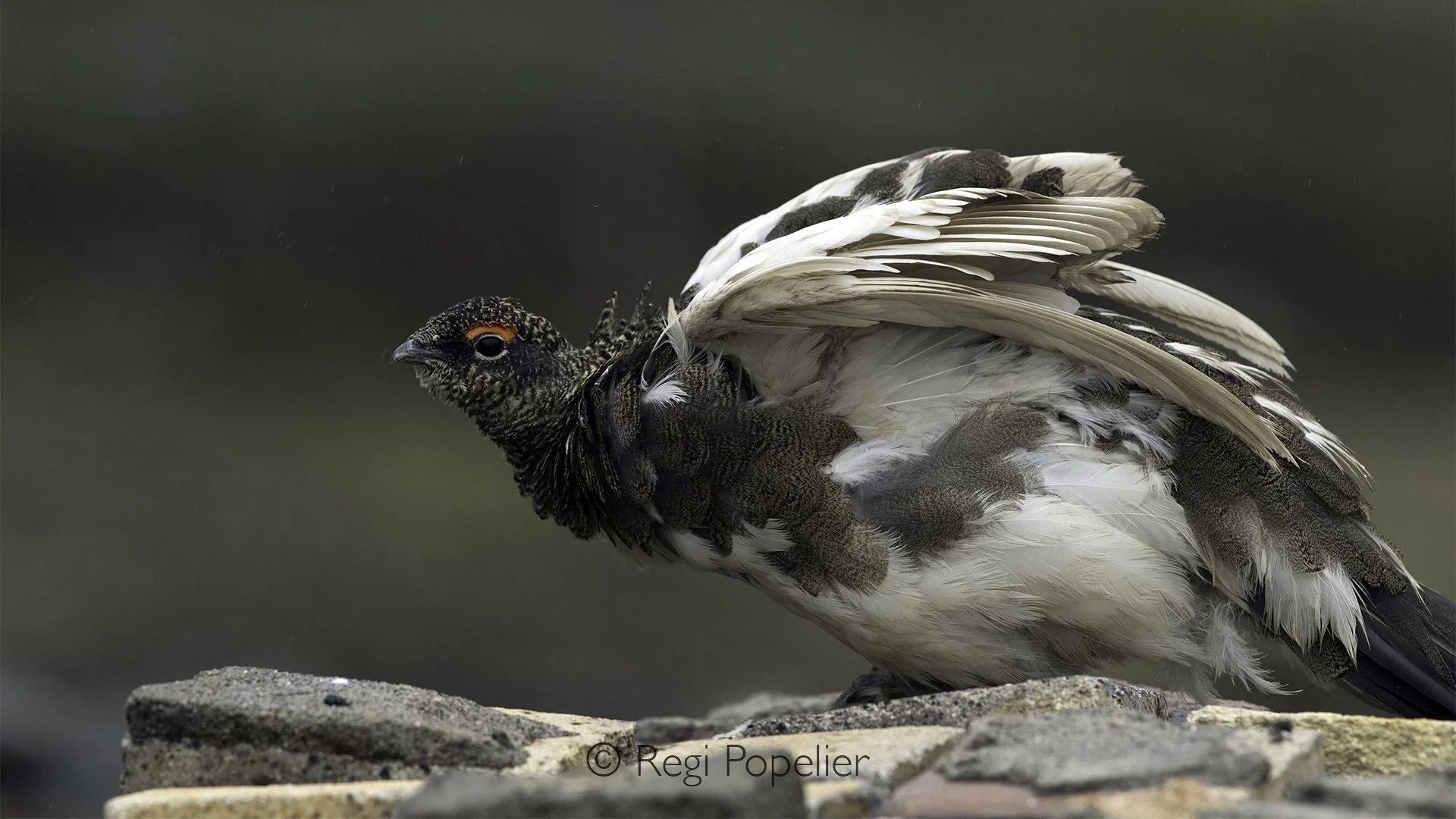 NPOLE080 - Ptarmigan ready for take off.