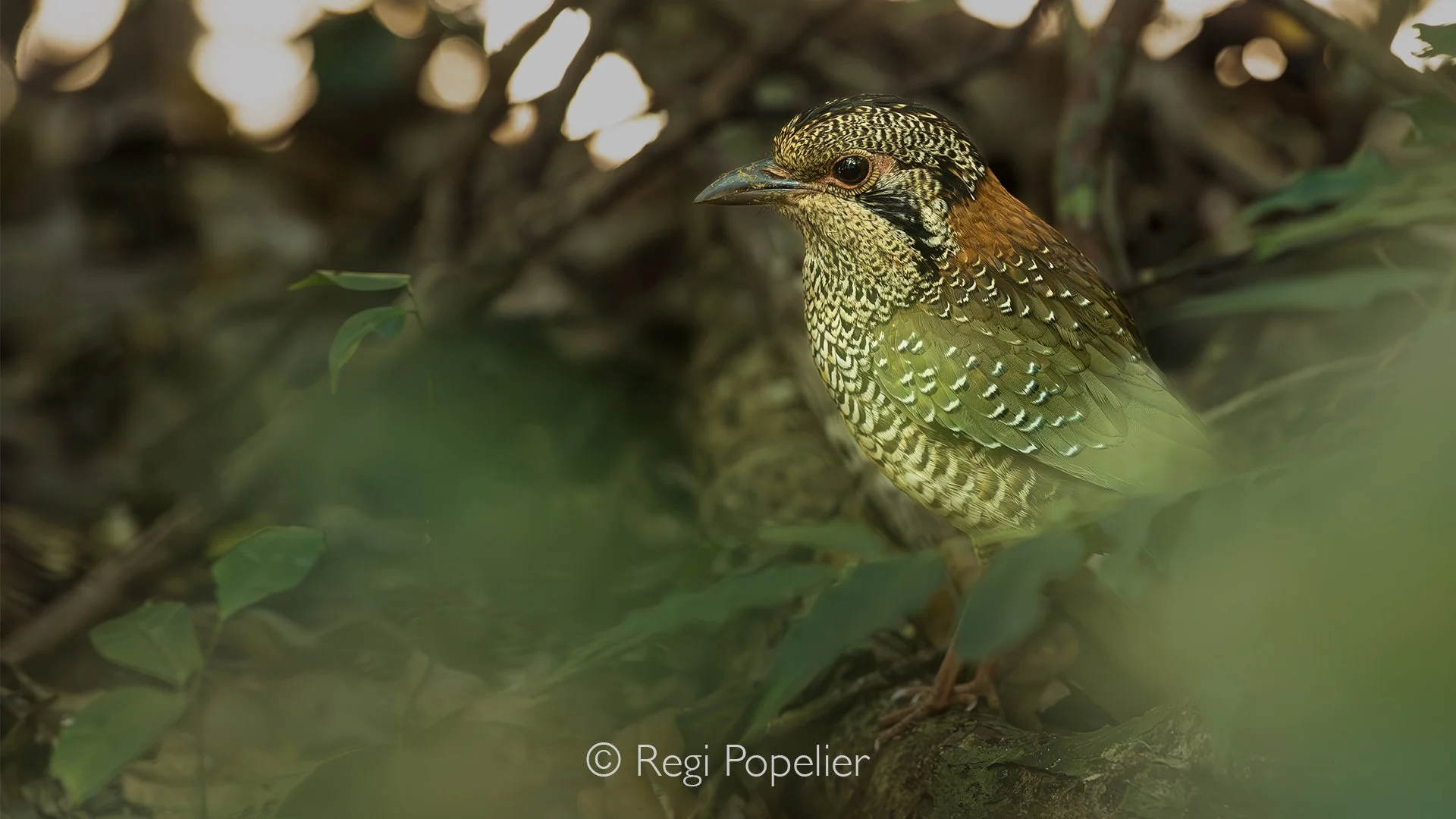 MADA012 - The scaly ground roller (Geobiastes squamiger) is a rare and elusive bird found only in Madagascar