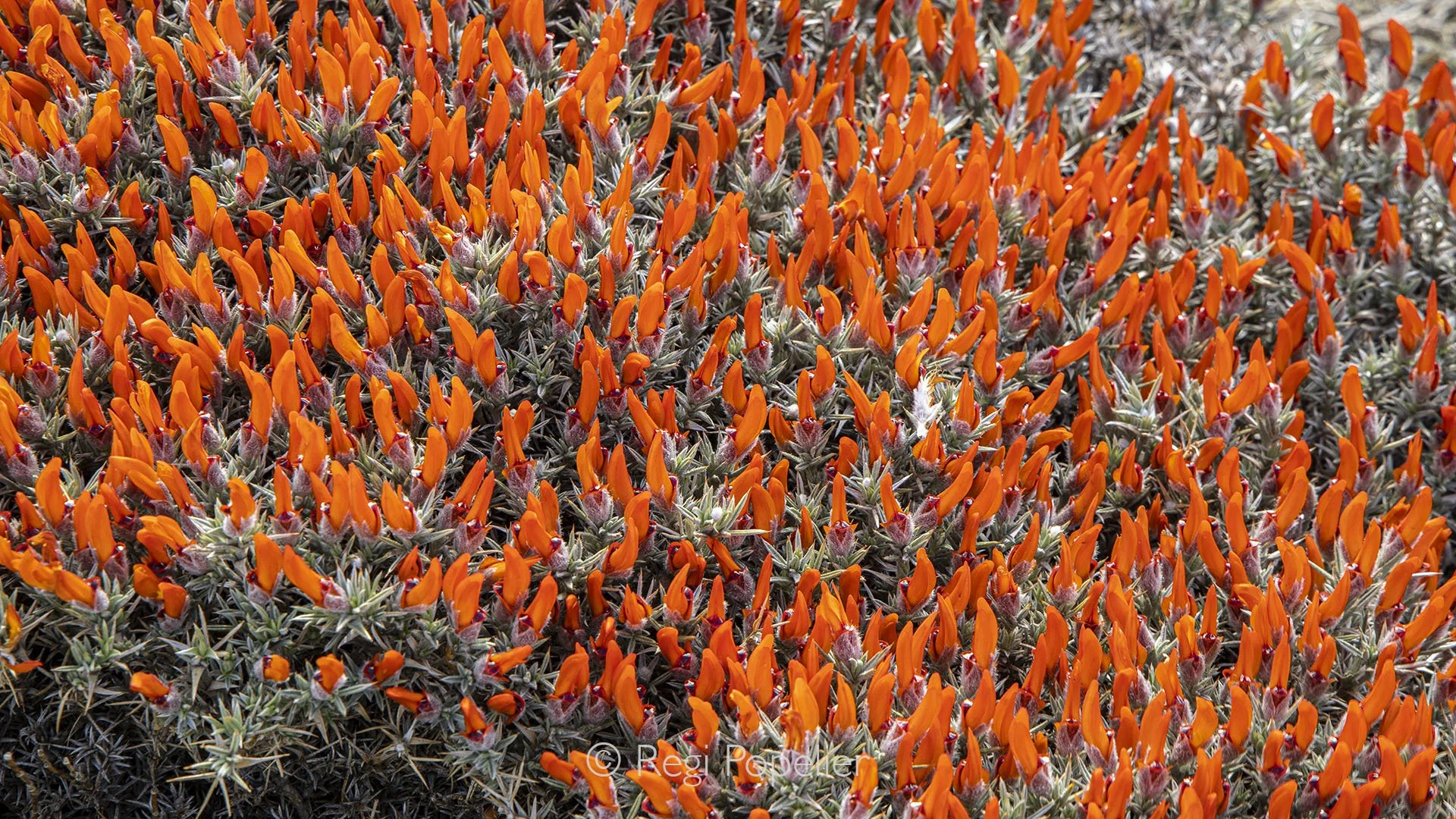 ARG007 - Anarthrophyllum desideratum in full bloom, fiery red flowers lighting up the Patagonian steppe near El Chaltén, Argentina.