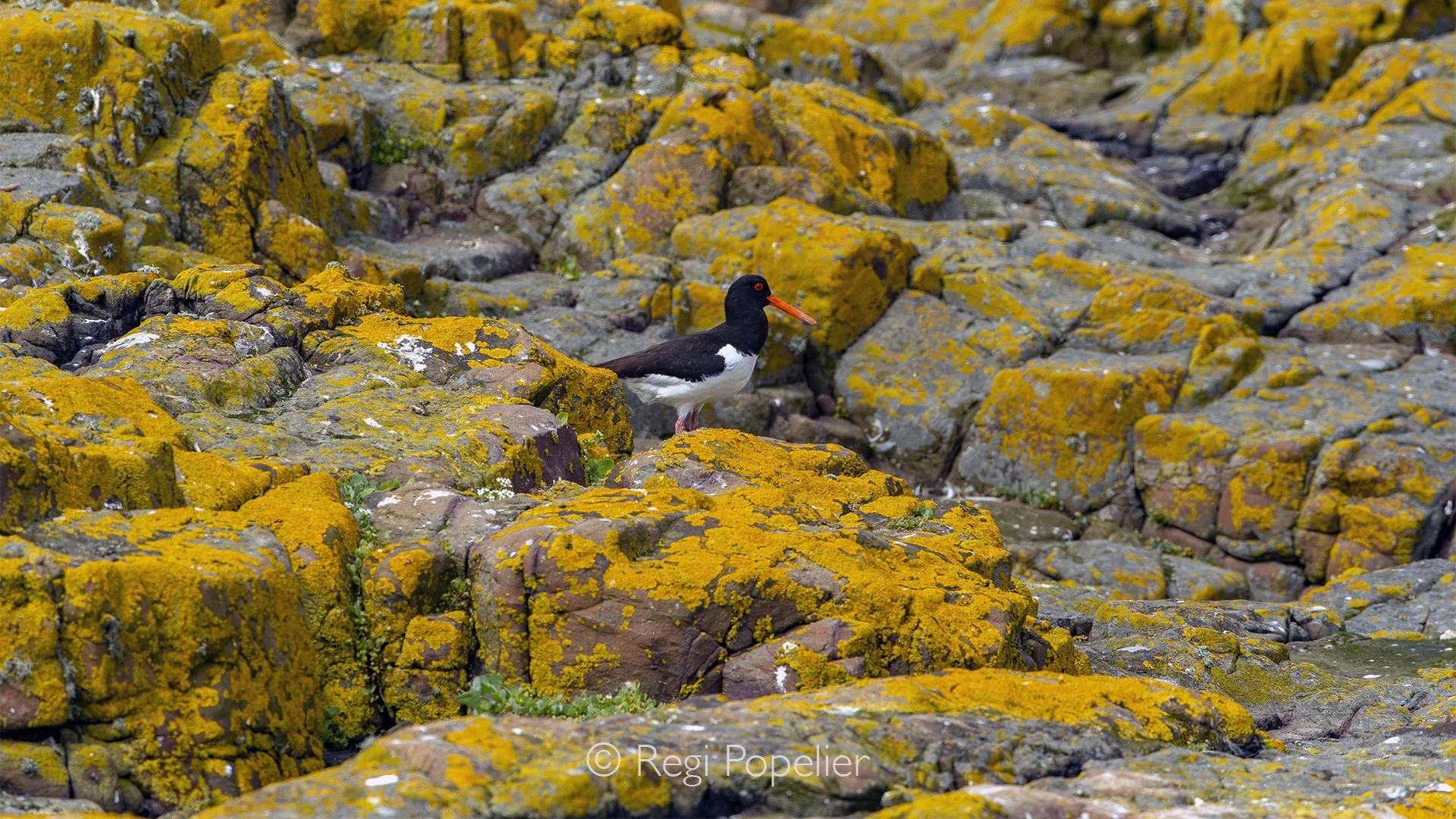 Scotland041 - An oystercatcher stands proudly against the warm, weathered yellow cliffs, its striking colours creating a beautiful contrast with the ancient coastal landscape.
