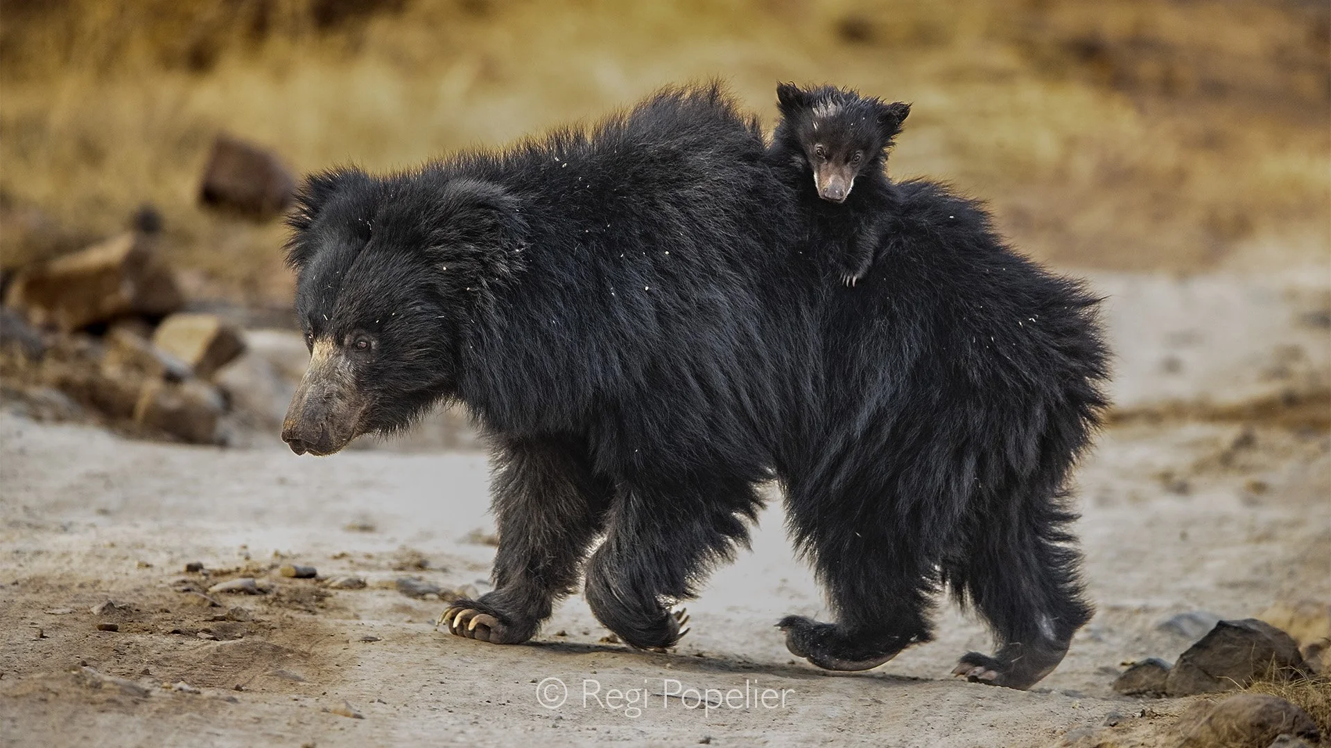 INDIA047 - Sloth bear with cub on her back.