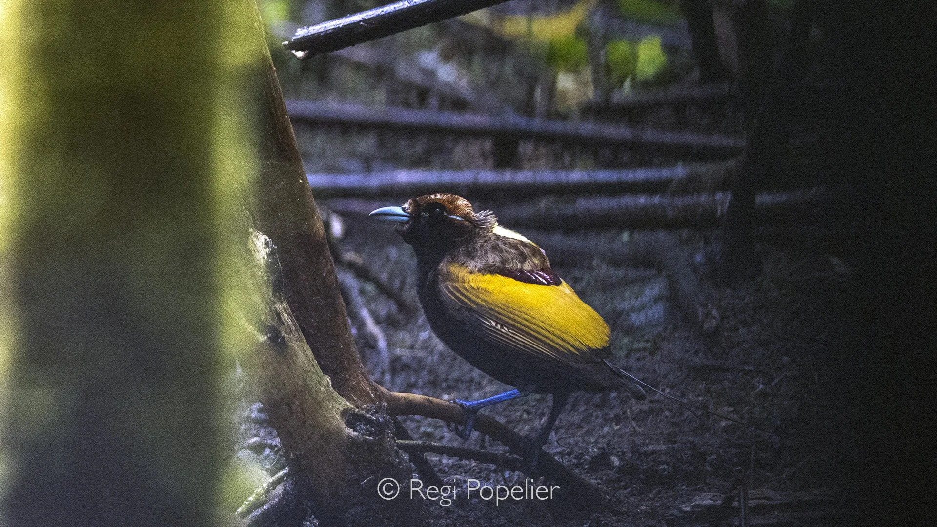 INDO082 - Magnificent Bird of Paradise, Arfak Mountains, West Papua,Indonesia.