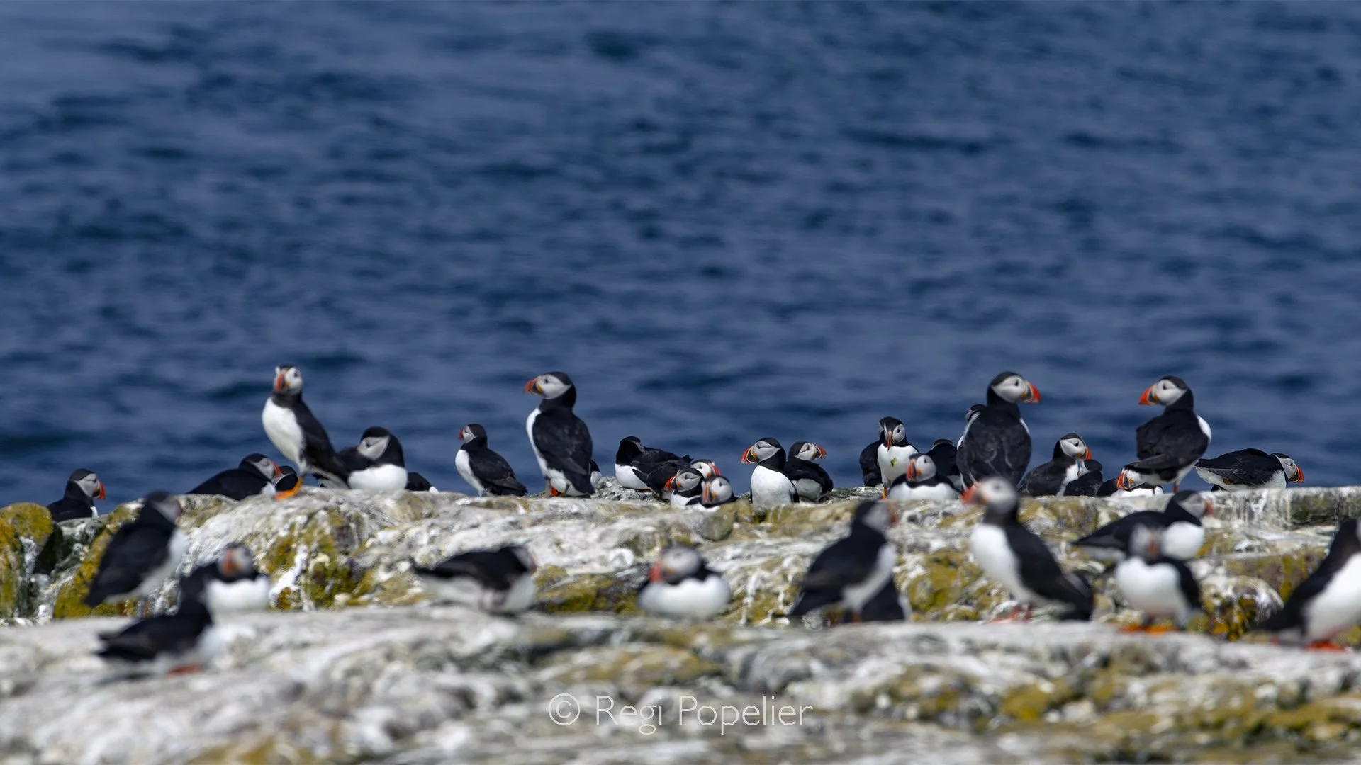 Scotland023 -  Standing like small sentinels on the rocky cliffs, puffins use the coastline as a vital staging ground. From these high vantage points, they survey the surrounding ocean for predators, rest after exhausting fishing expeditions, and soc
