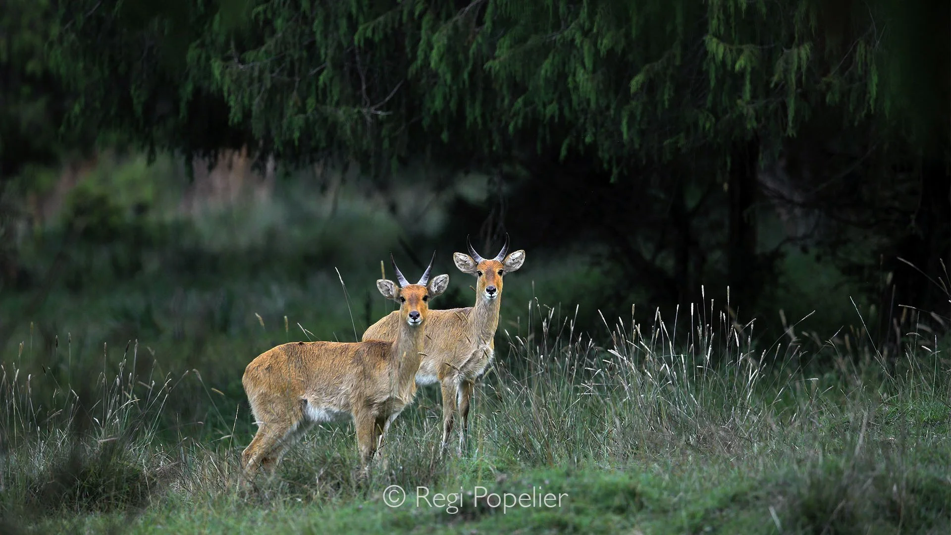 ETH013 - Bohor redbuck, Bale mountains national park.