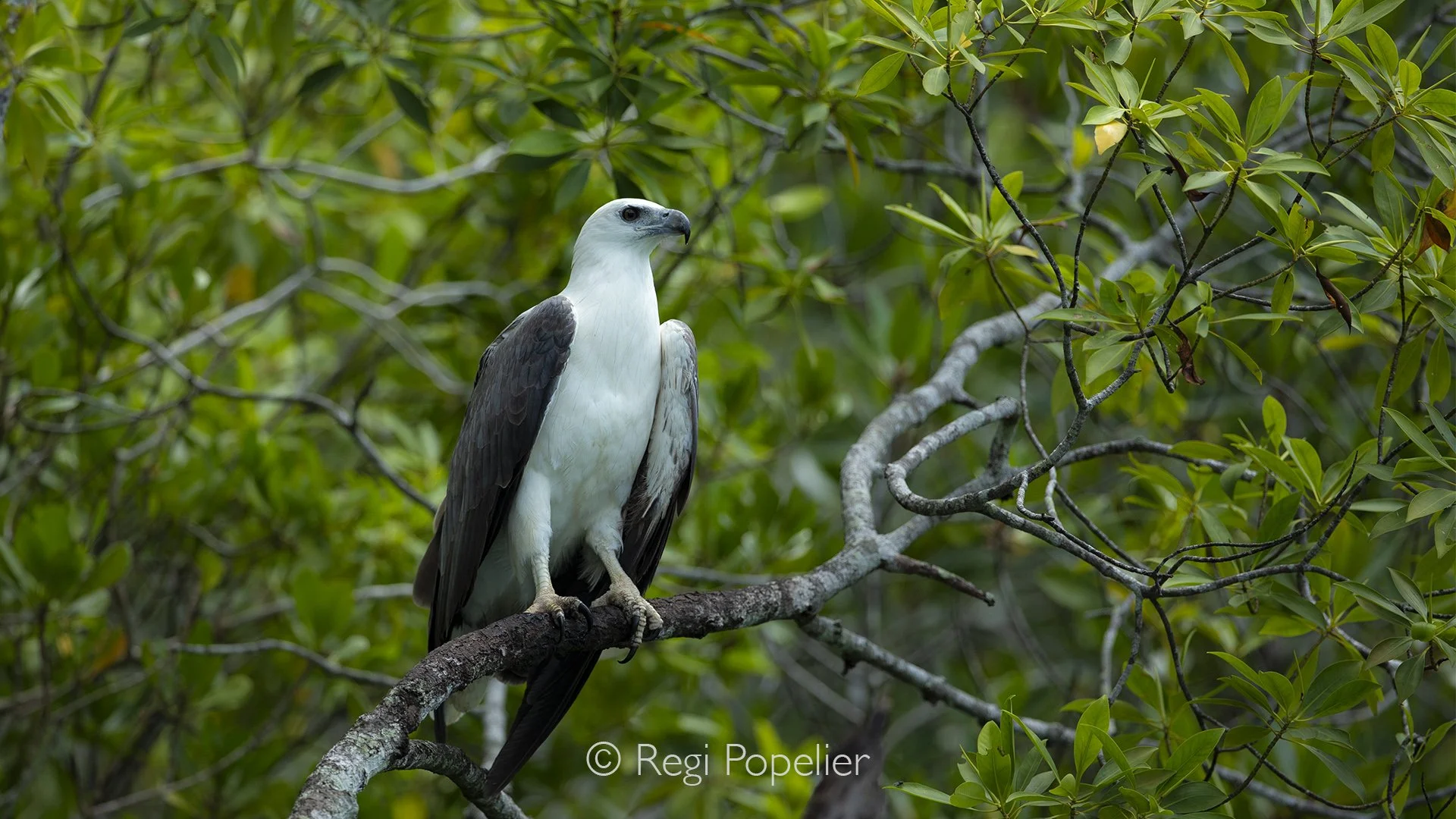 MALAS002 - Portrait of White Bellied sea Eagle at Langkawi. 