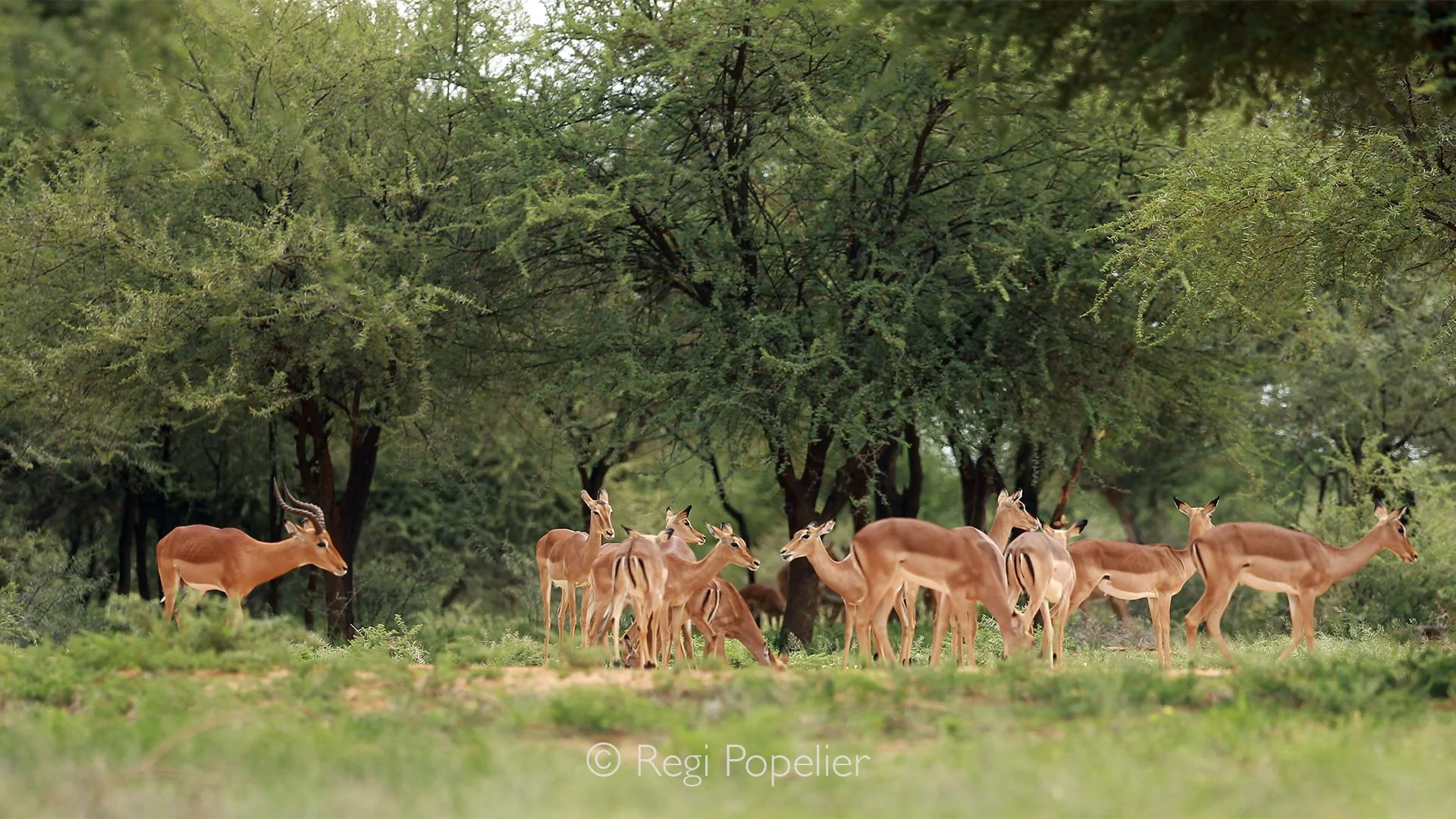 Namibia026 - Impala's under the foliage of acacia trees.