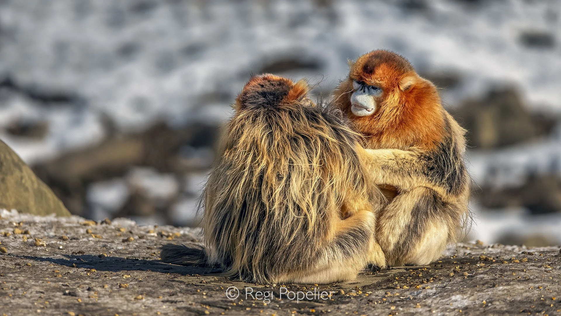 CHIN010 - Snob nosed monkey while grooming.