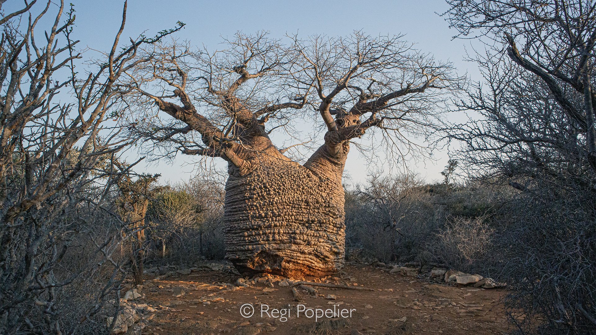 MADA037 - the biggest Baobab of Madagascar, his name Tsitakakantsa at Andombiry 